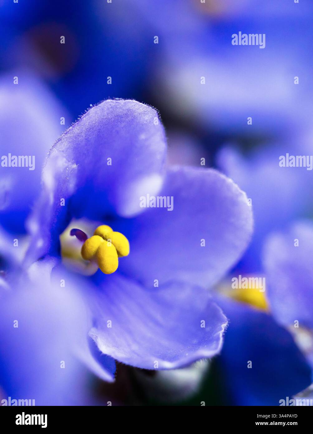 Un primo piano di una viola africana (Saintpaulia), che mette in risalto i suoi petali morbidi e vellutati e il vibrante colore viola Foto Stock