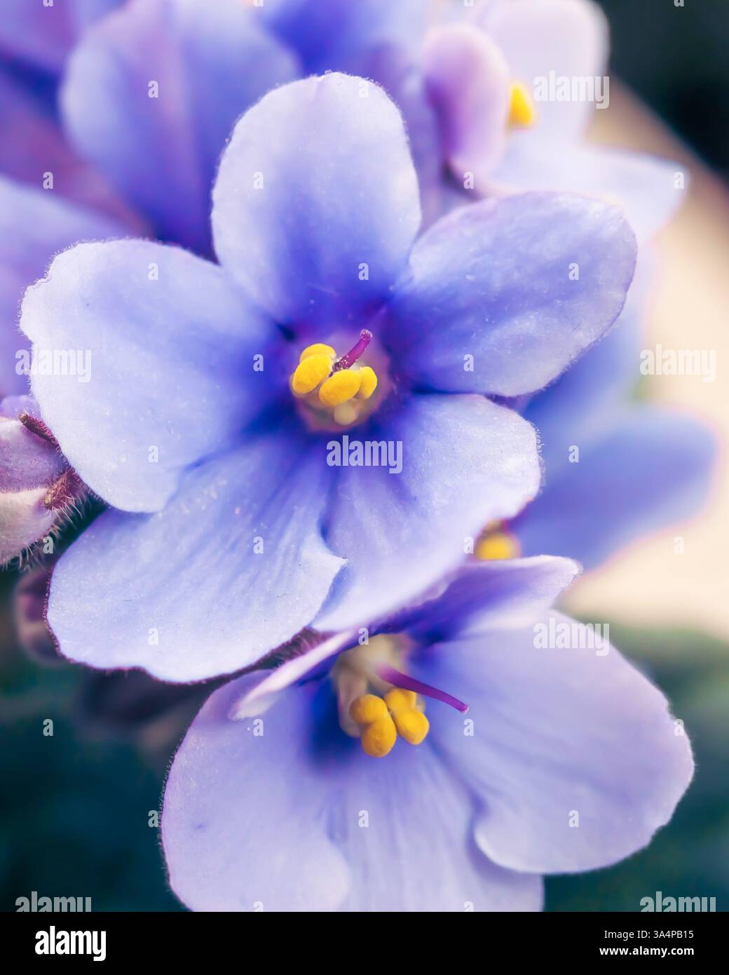 Un primo piano di una viola africana (Saintpaulia), che mette in risalto i suoi petali morbidi e vellutati e il vibrante colore viola Foto Stock