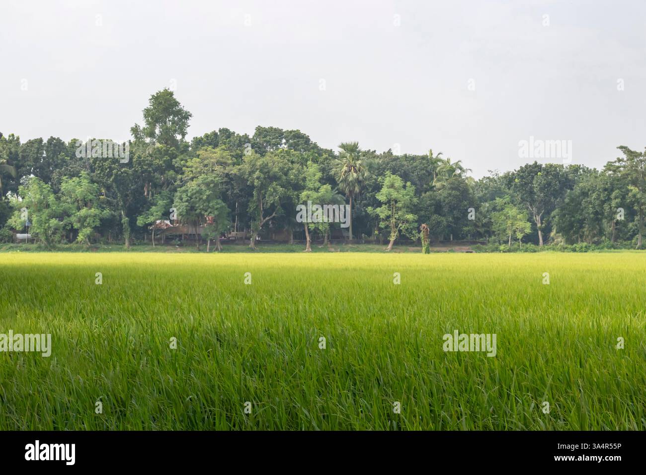 Una risaia è una zona agricola allagata utilizzata principalmente nelle regioni tropicali e subtropicali, specialmente in Asia, per la coltivazione del riso. Riso Foto Stock