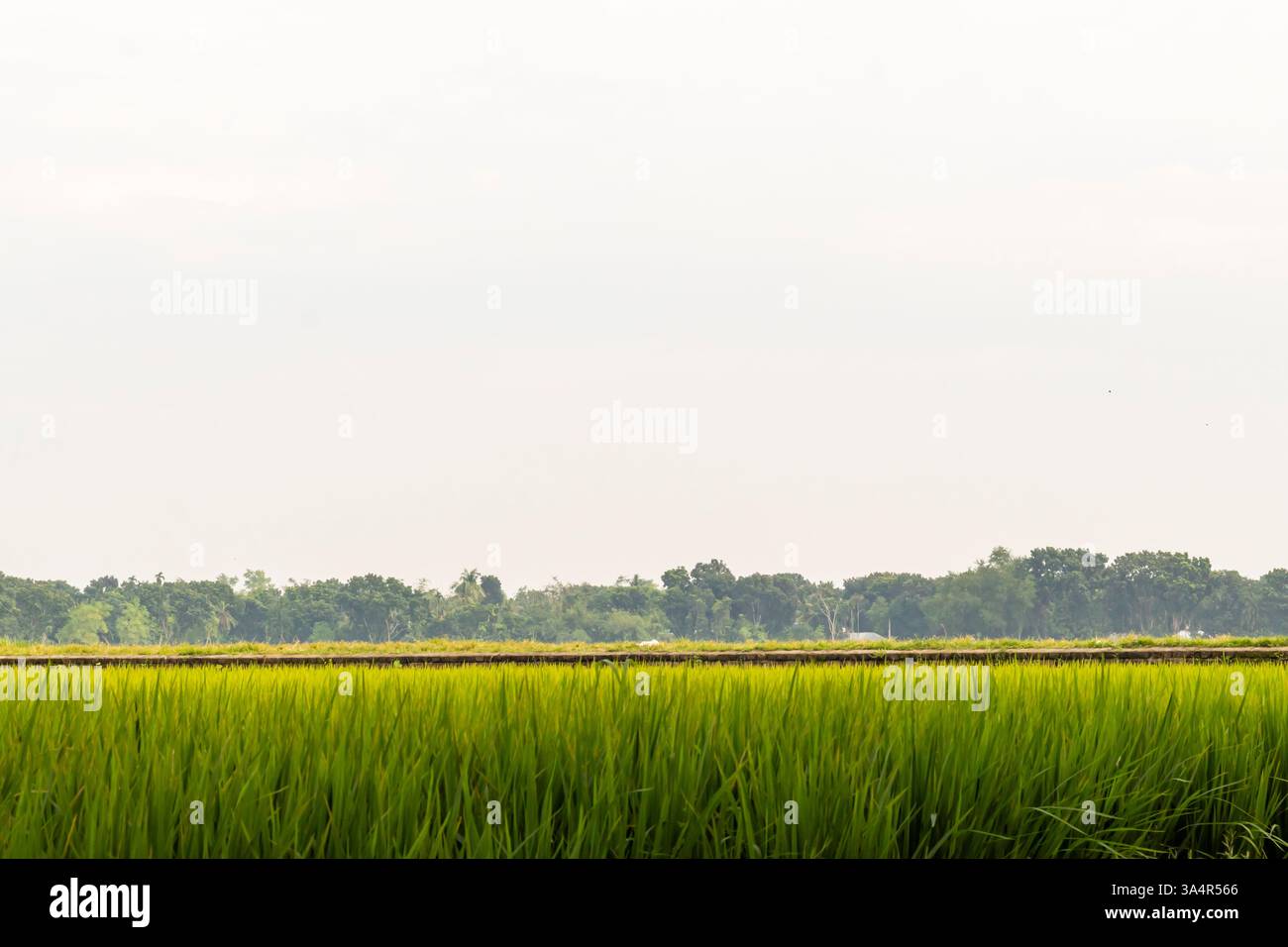 Una risaia verde si estende sulla terra, con grandi alberi dietro di essa e un canale vicino che fornisce acqua per nutrire le piante di riso, creando un ambiente sereno Foto Stock