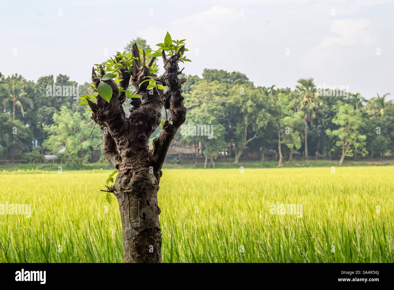 Una risaia verde, un'ampia terra, con alberi alti dietro di essa. In primo piano, una testa di albero tagliata si erge, germogliando nuove foglie fresche Foto Stock