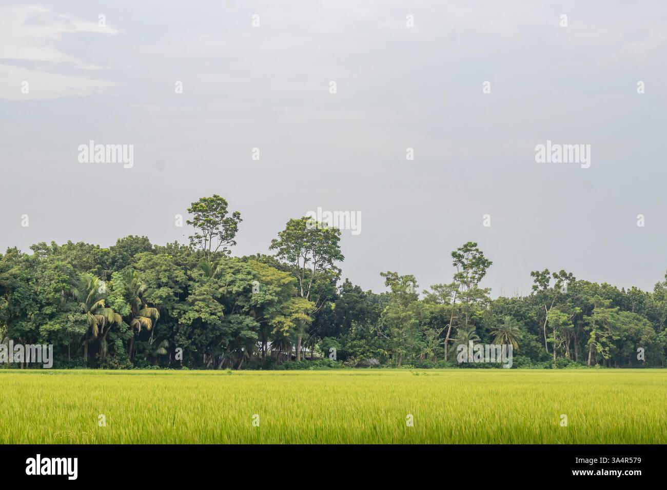 Una risaia è una zona agricola allagata utilizzata principalmente nelle regioni tropicali e subtropicali, specialmente in Asia, per la coltivazione del riso. Riso Foto Stock