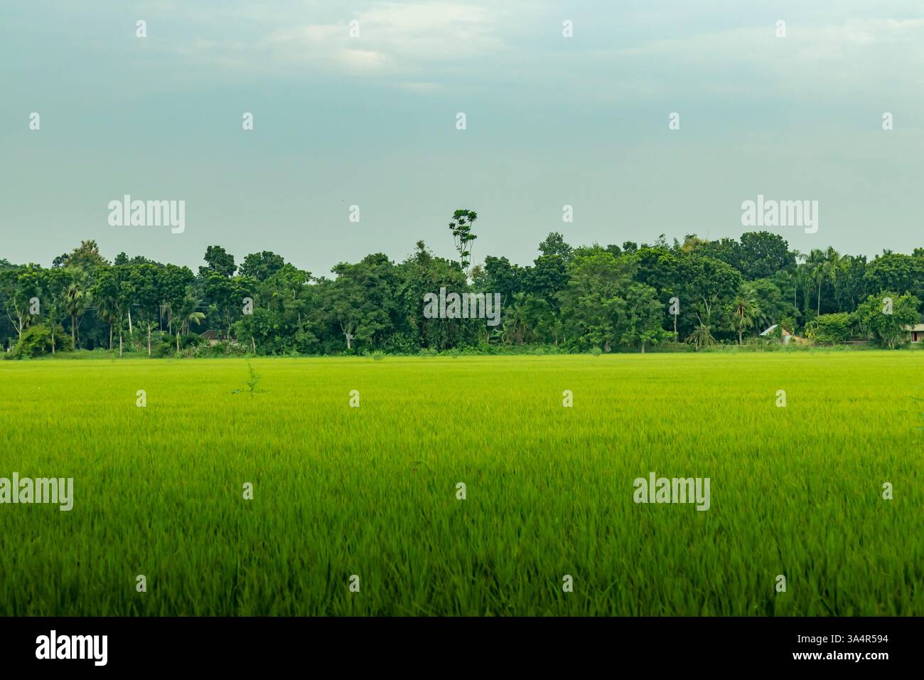 Un ampio campo di risaie verdi si estende su tutta la terra, con file di piante di riso e molti alberi alti sullo sfondo che aggiungono ombra e bellezza alla natura Foto Stock