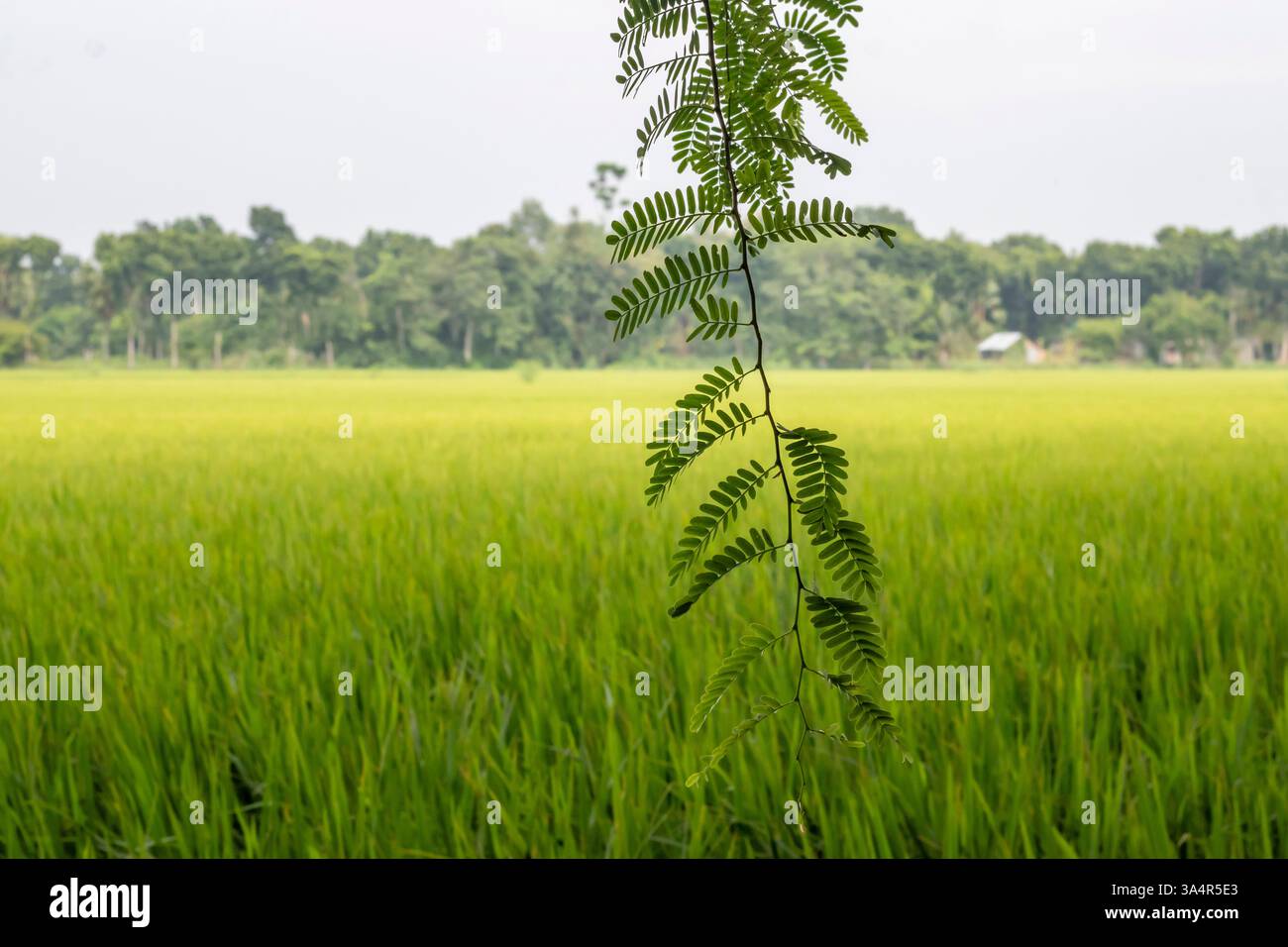 Risaie verdi che attraversano l'ampia terra, con alberi alti dietro di essa e delicate foglie di tamarindo che incorniciano il primo piano, aggiungendo profondità alla terra serena Foto Stock