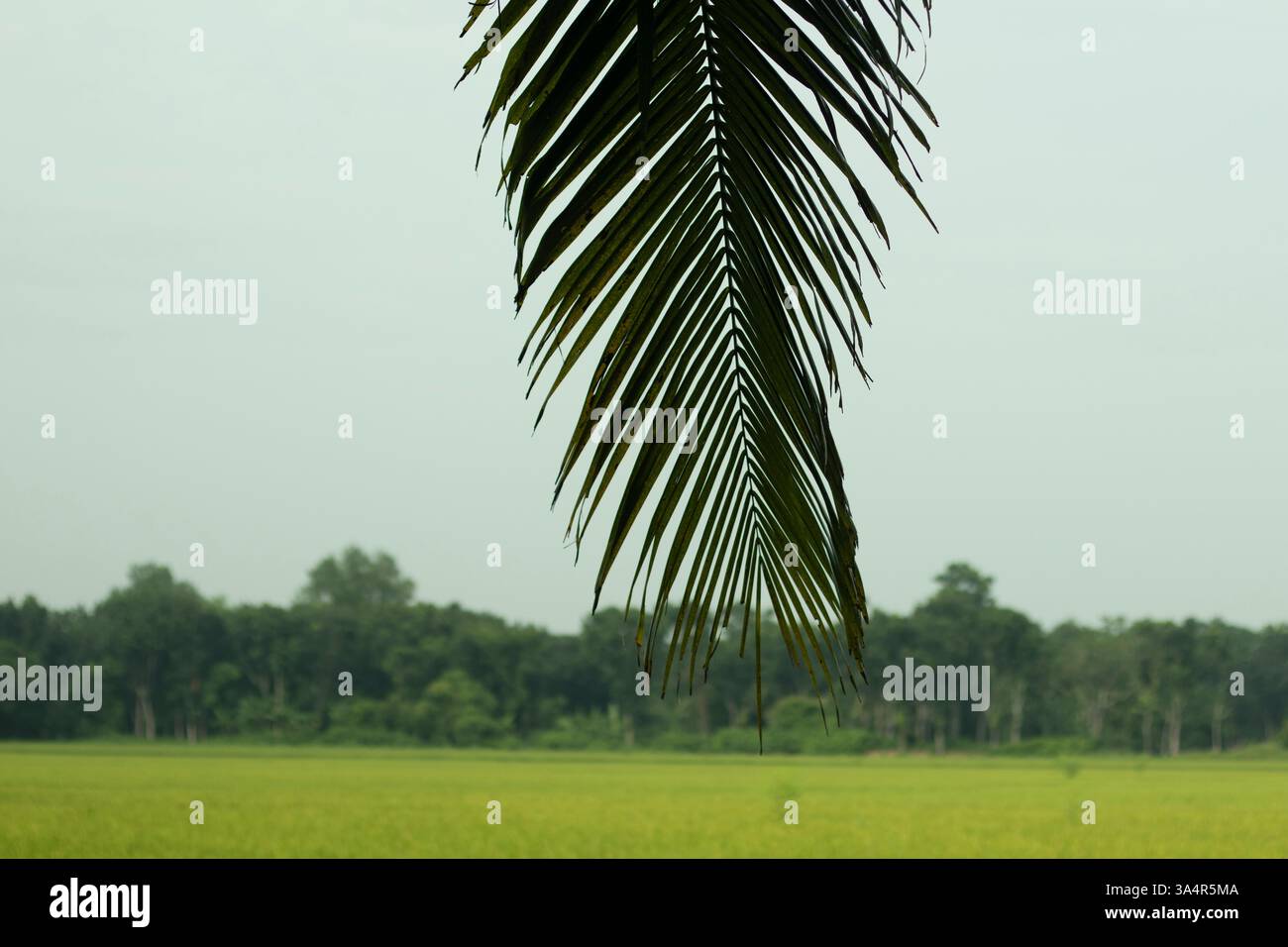 Sparsi tra i campi ci sono pittoreschi villaggi con case sul tetto di paglia, circondati da alte palme da cocco e banani. In lontananza, nebbia Foto Stock