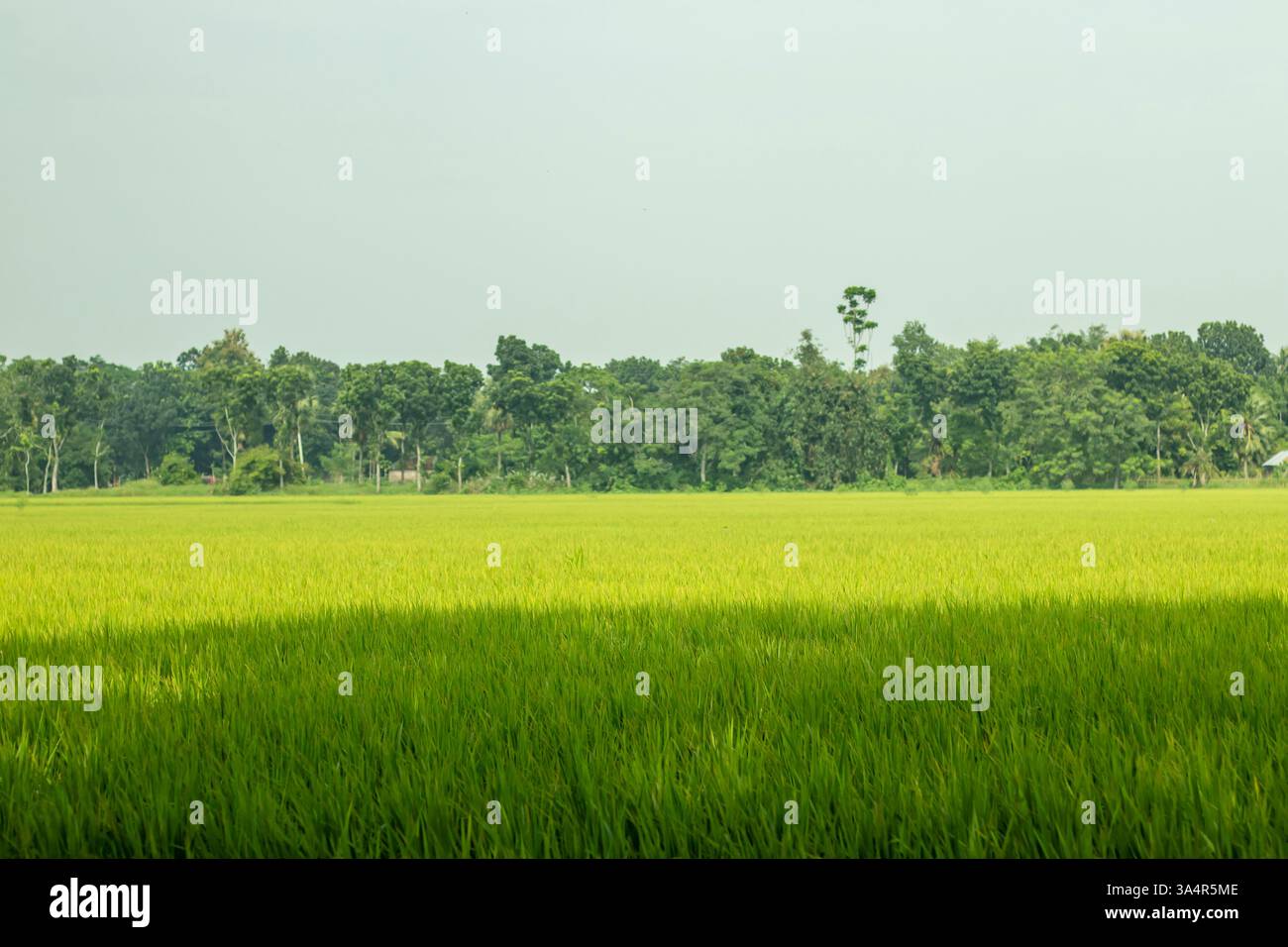 I verdi e fertili campi si estendono all'infinito, coperti da lussureggianti raccolti verdi. Il terreno fertile ospita piante vivaci, mentre la leggera brezza aggiunge al Foto Stock