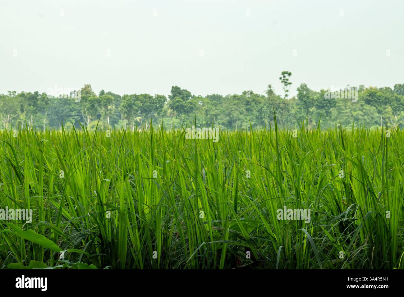 Il campo fertile e verde risaia si estende all'infinito, con raccolti ondeggianti, terreno ricco e acqua fluente, che prosperano nell'armonia della natura Foto Stock
