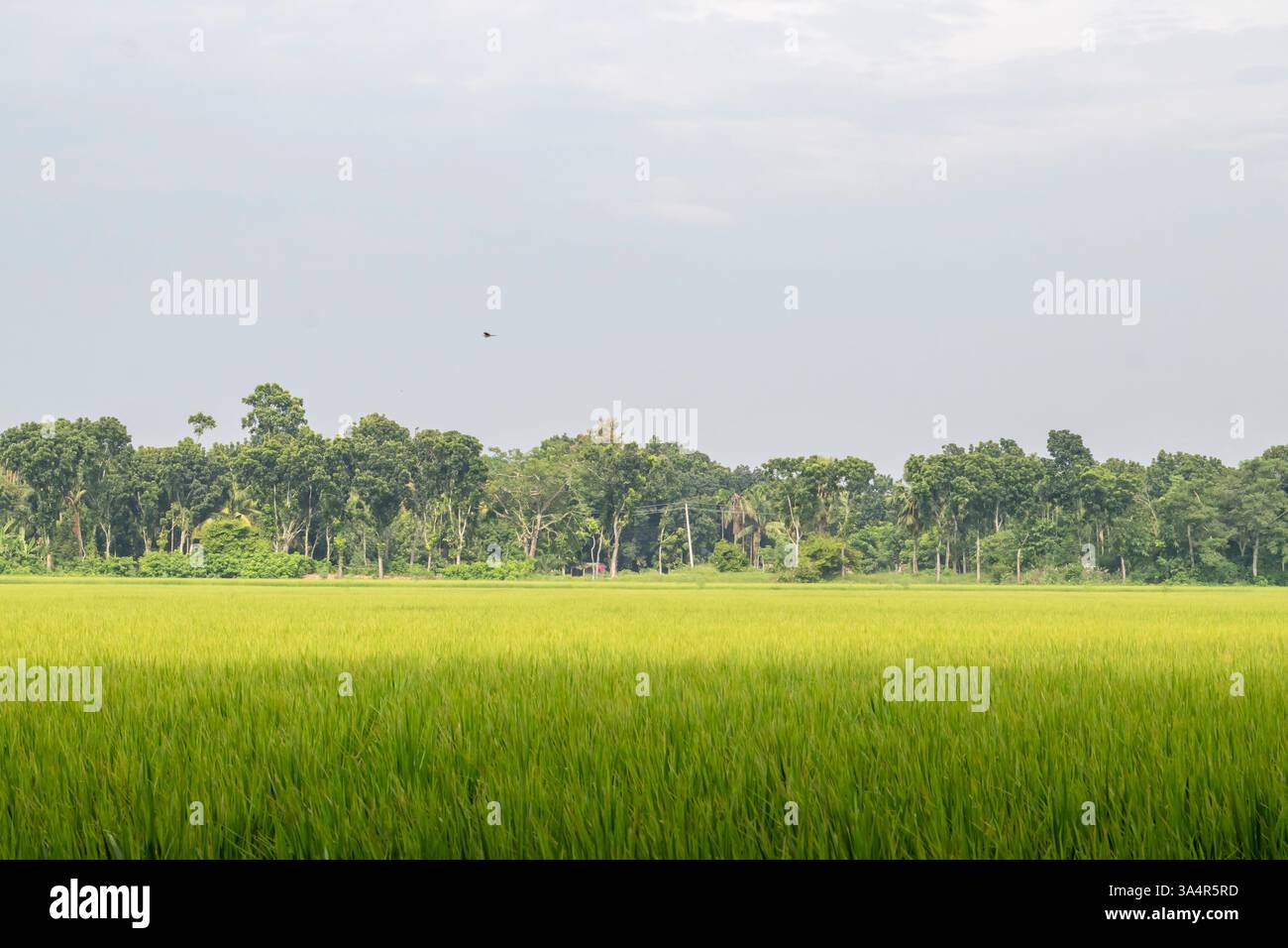 La vista di lussureggianti risaie verdi che ondeggiano nella brezza è una scena comune e pittoresca nei paesaggi rurali. Il riso è il cibo di base dell'Asia Foto Stock