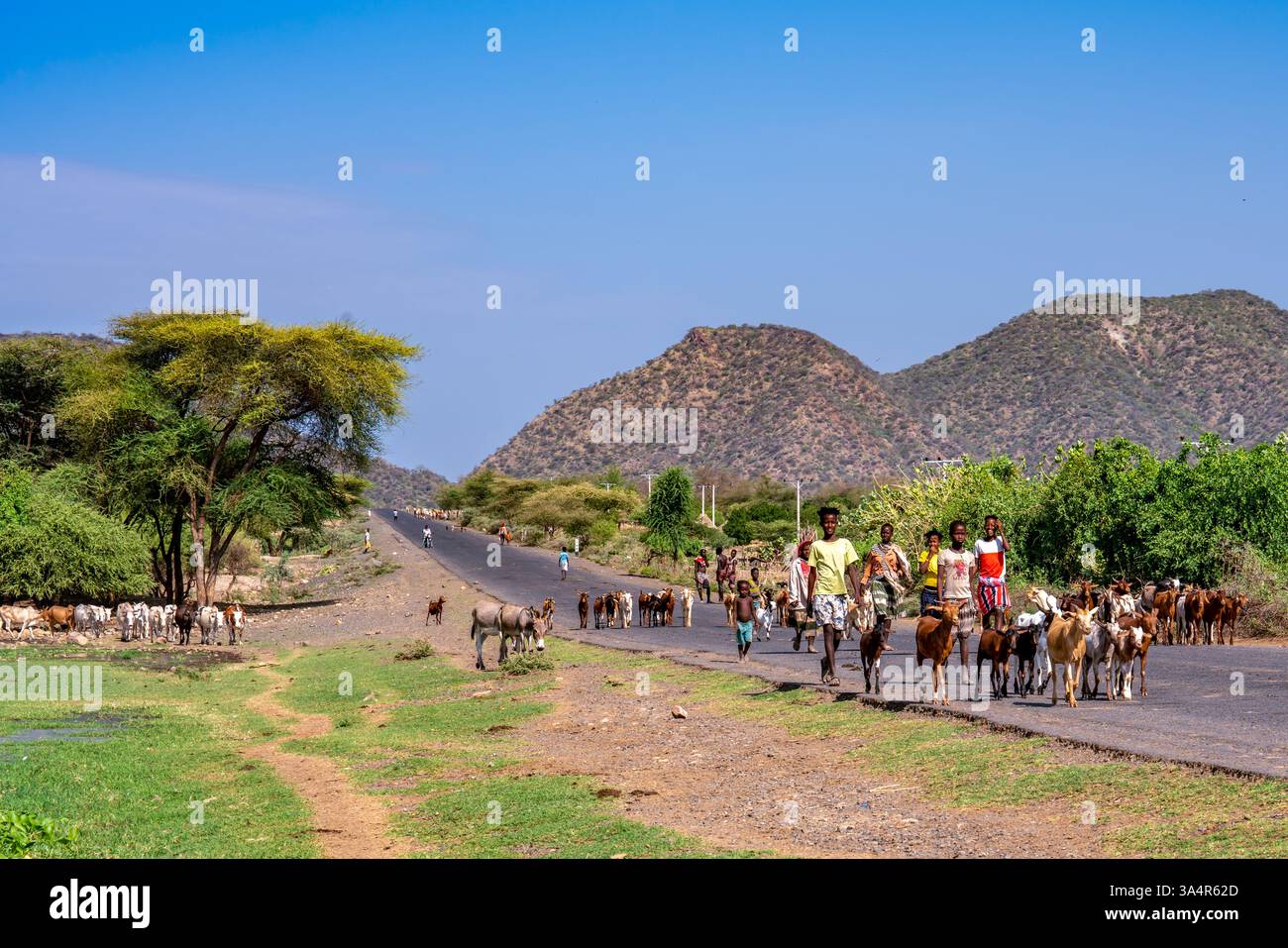 Etiopia meridionale, una mandria di mucche domestiche che cammina nella stree con un giovane pastore. Foto Stock