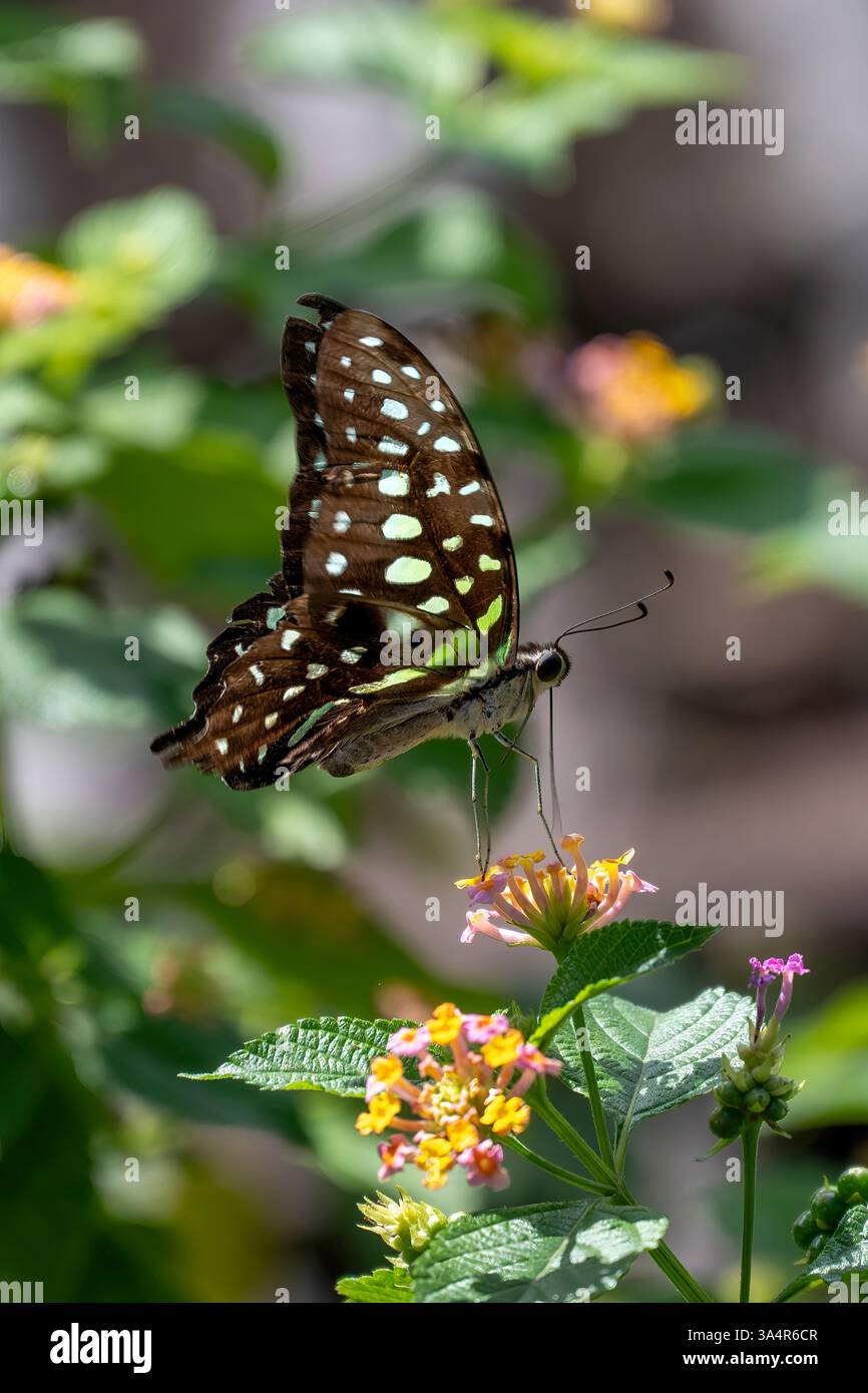 TAILED Jay Butterfly, Graphium agamemnon a Lantana, Bali, Indonesia Foto Stock