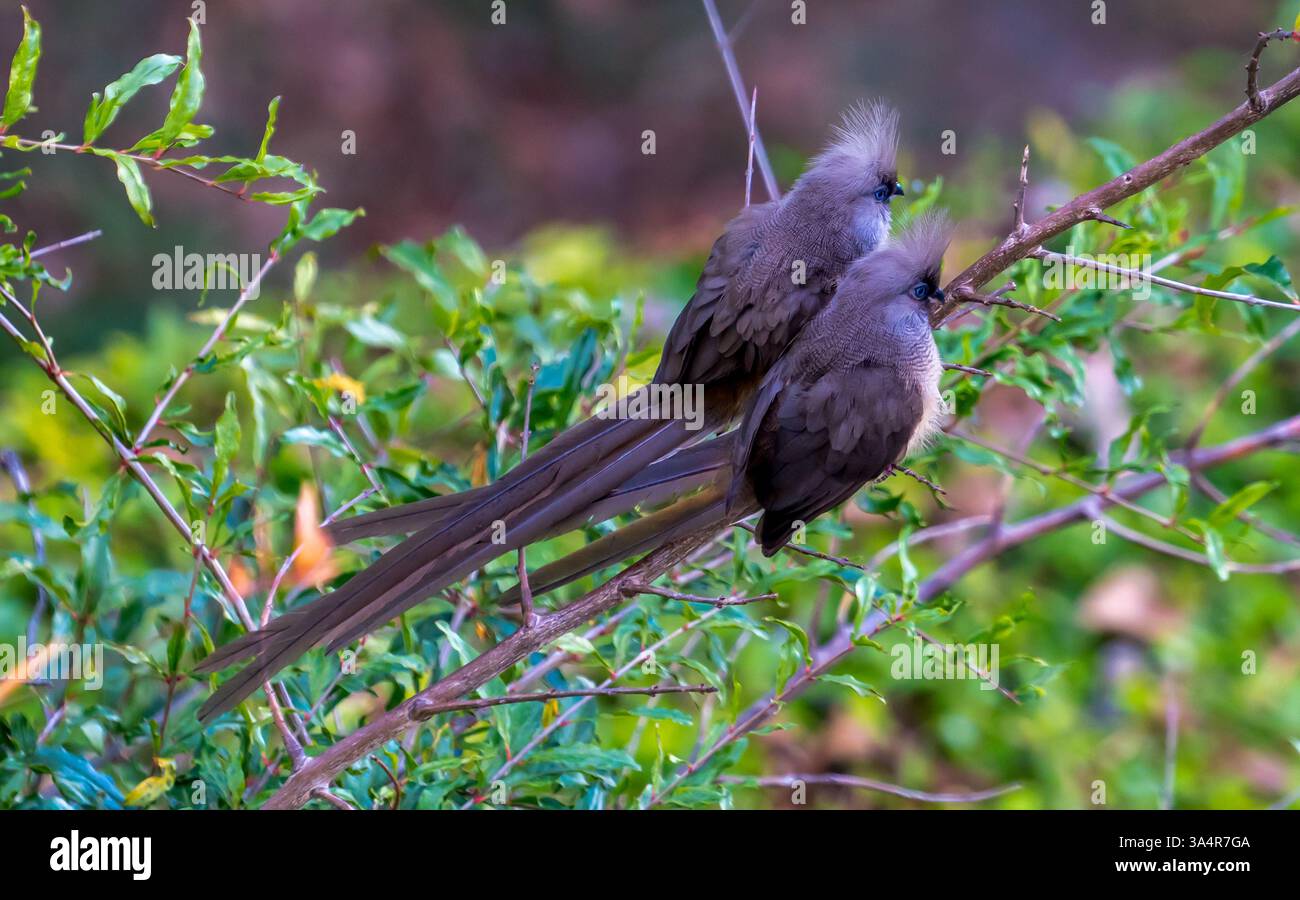 Etiopia coppia di occhi blu e coda lunga Speckled Mousebird. Foto Stock