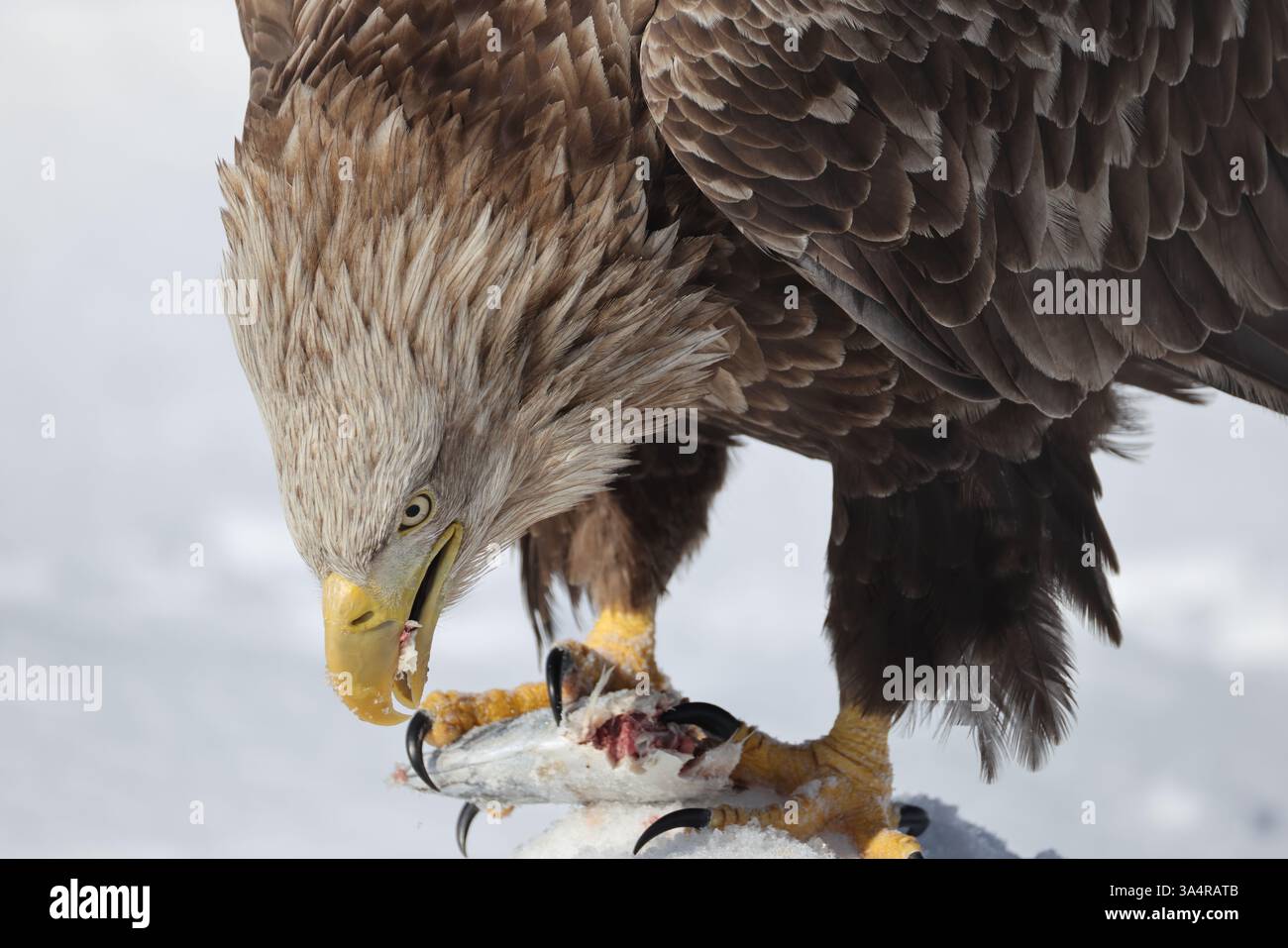 L'aquila dalla coda bianca (Haliaeetus albicilla) a Hokkaido, Giappone Foto Stock