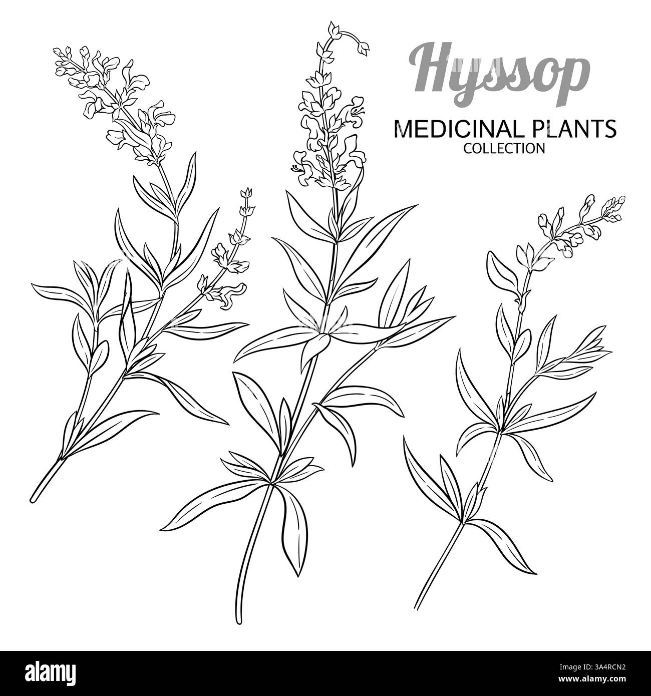 Pianta di issopo con illustrazione di profilo di fiori e foglie. Olio essenziale ingrediente per cosmetici, spa, aromaterapia, assistenza sanitaria, farmaci alternativi Illustrazione Vettoriale