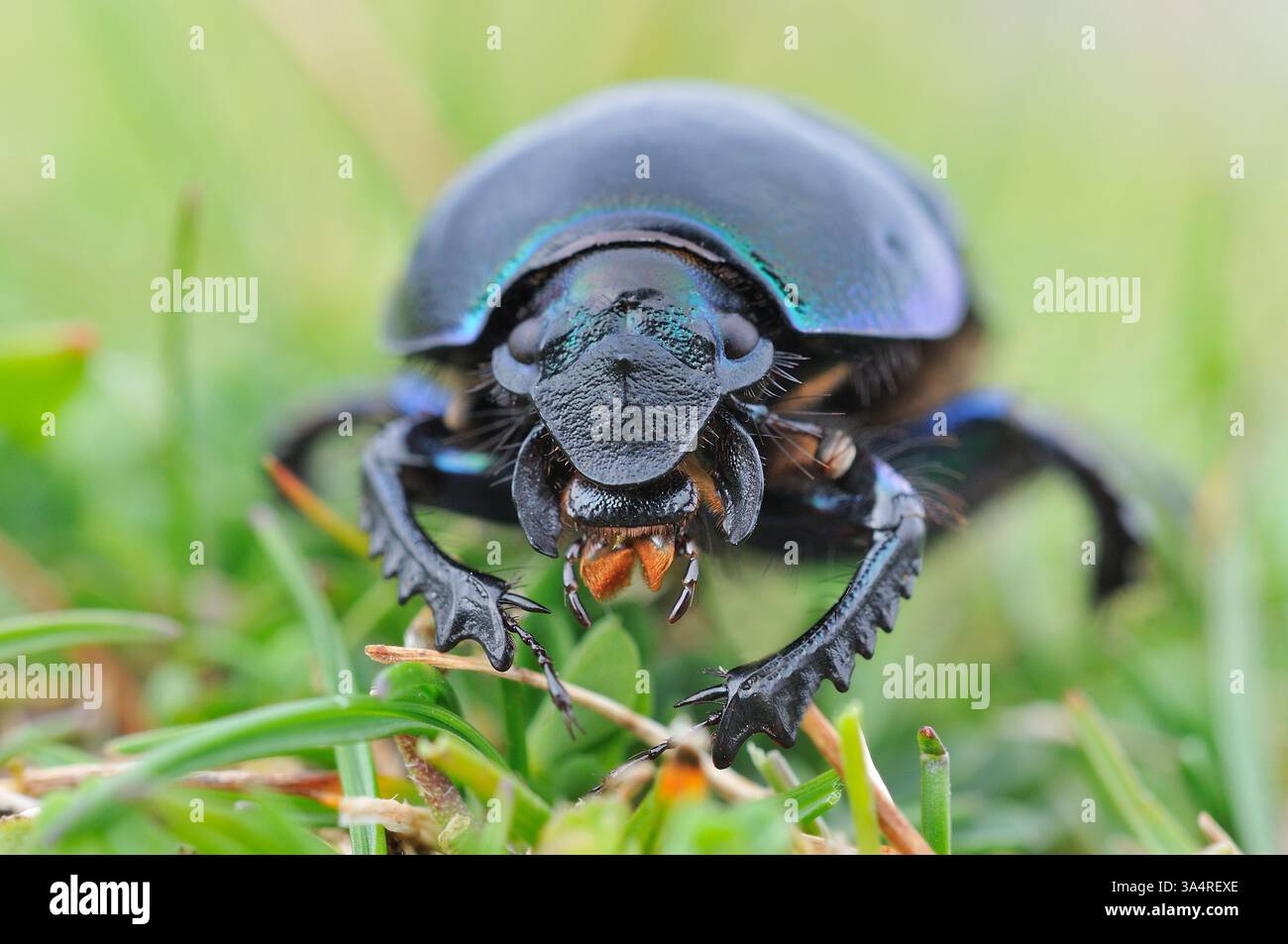 Dor Beetle (Geotrupes stercorarius) fotografato sulle praterie machair di West Lewis, Ebridi esterne, Scozia, agosto Foto Stock