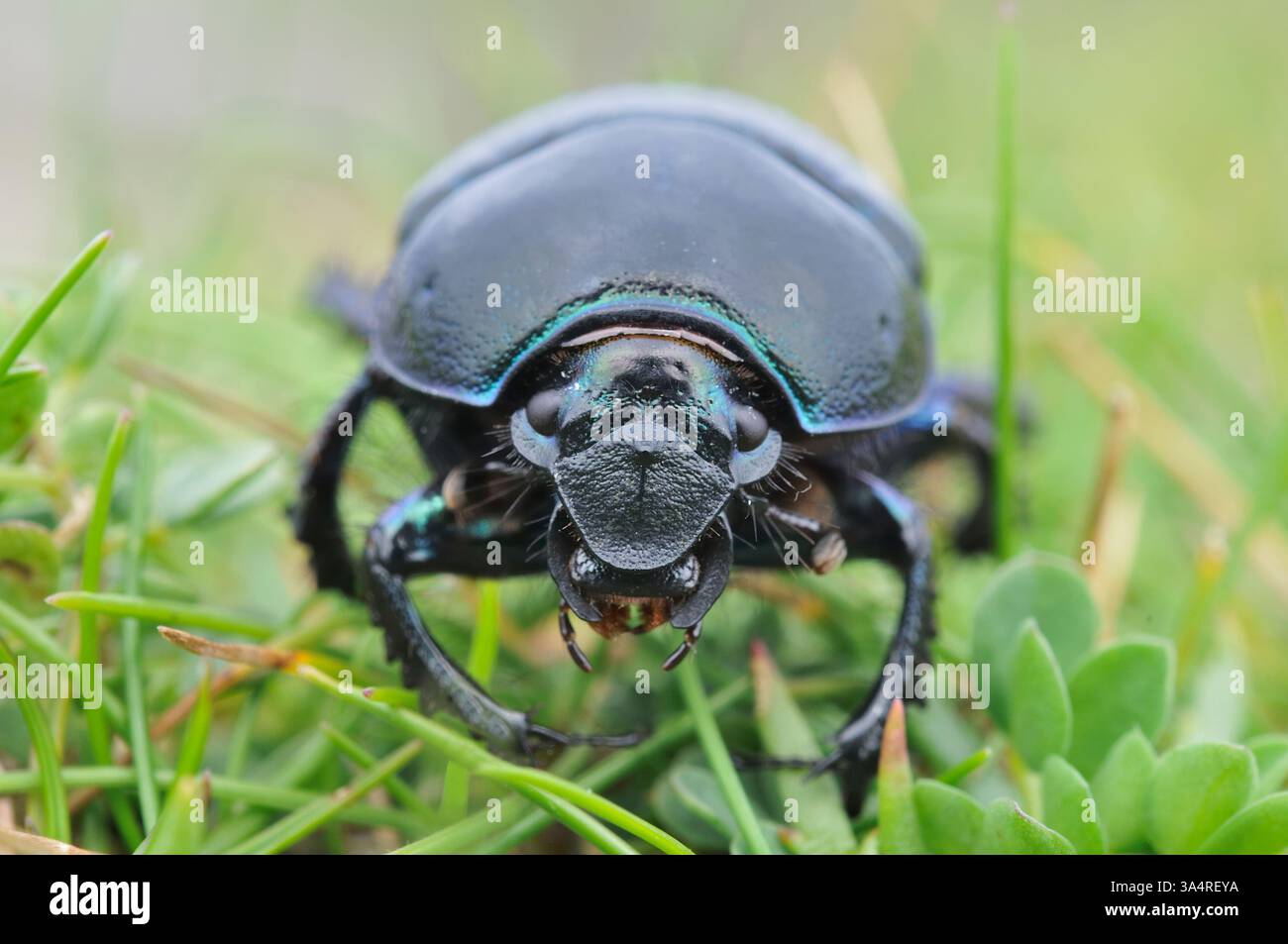 Dor Beetle (Geotrupes stercorarius) fotografato sulle praterie machair di West Lewis, Ebridi esterne, Scozia, agosto Foto Stock