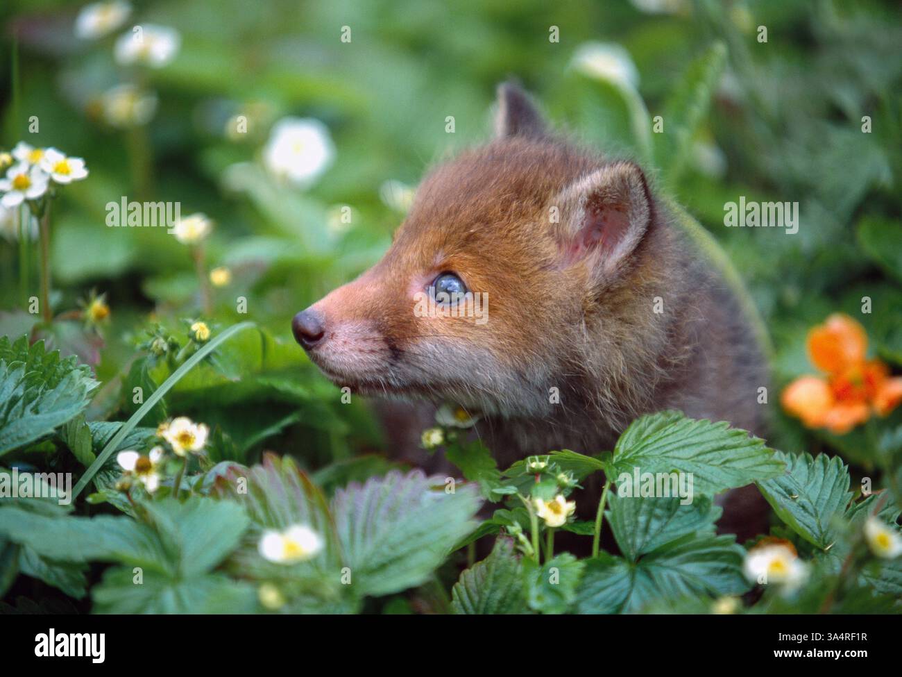 Red Fox (Vulpes vulpes) cucciolo nascosto in una zona di fragole selvatiche, Berwickshire, Scozia, maggio Foto Stock