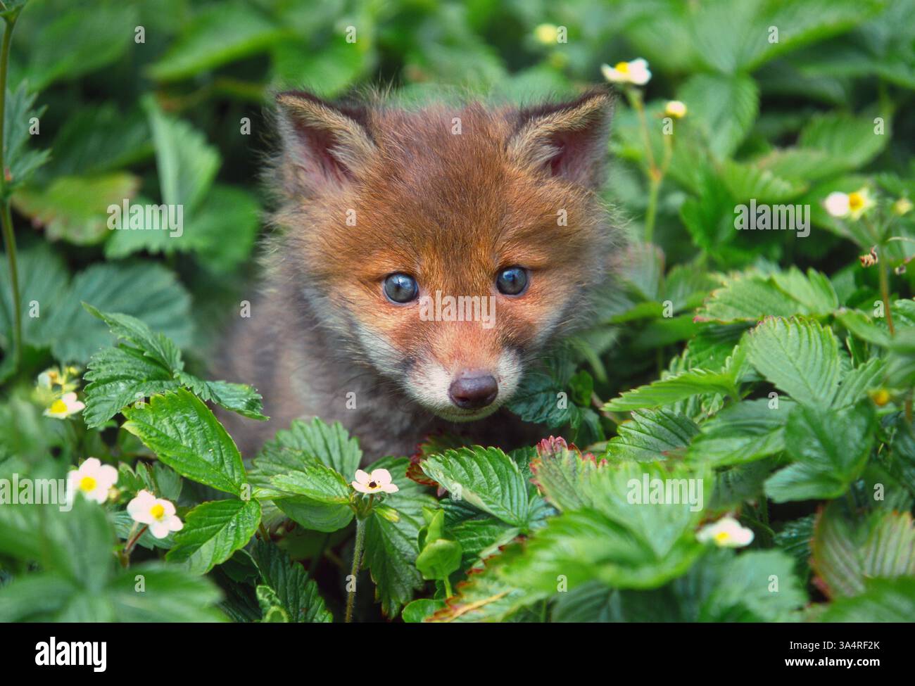 Red Fox (Vulpes vulpes) cucciolo nascosto in una zona di fragole selvatiche, Berwickshire, Scozia, maggio Foto Stock