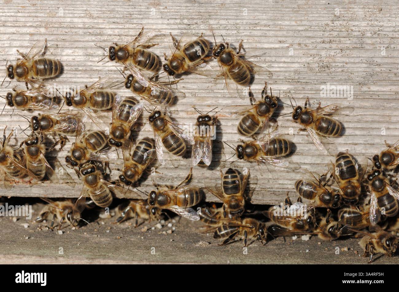 Honey Bee (Apis mellifera), all'ingresso dell'alveare all'inizio della primavera, Berwickshire, Scozia, febbraio Foto Stock