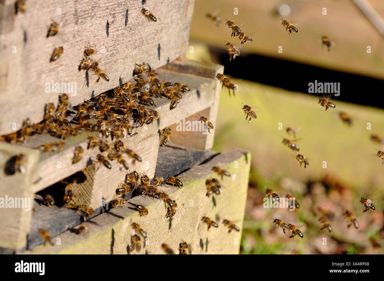 Honey Bee (Apis mellifera), all'ingresso dell'alveare all'inizio della primavera, Berwickshire, Scozia, febbraio Foto Stock