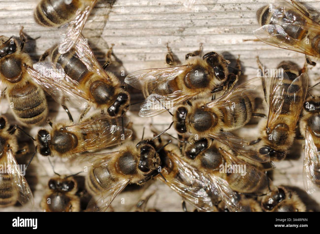 Honey Bee (Apis mellifera), all'ingresso dell'alveare all'inizio della primavera, Berwickshire, Scozia, febbraio Foto Stock