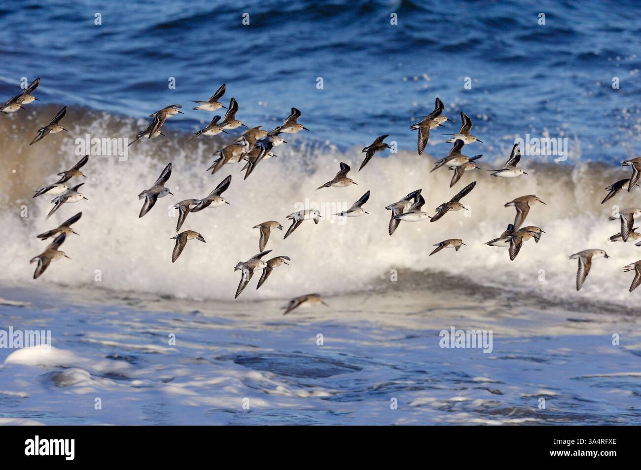 Stormo misto di specie di uccelli da guado, tra cui il dunlin (Calidris alpina) e il sanderling (Calidris alba), che volano contro un'onda che si rompe durante l'alta marea. Foto Stock