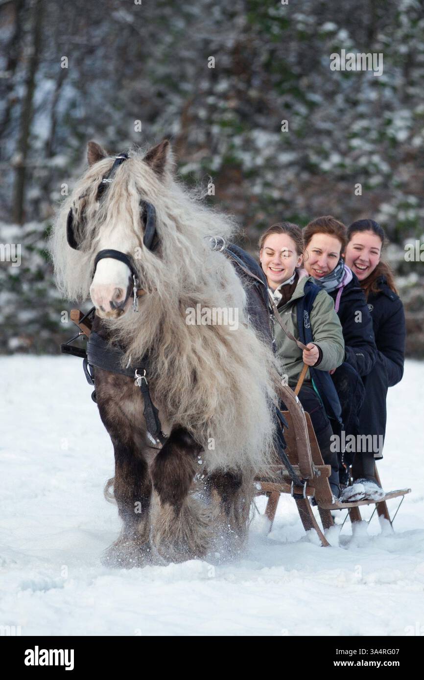 Stallone irlandese di Tinker Foto Stock
