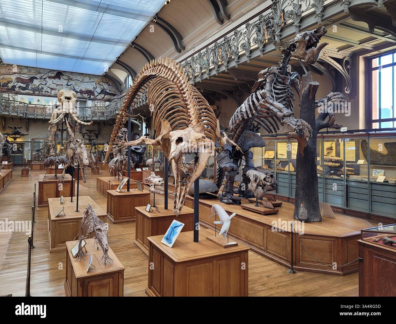 Scheletri di animali nella Galleria di Paleontologia e anatomia comparata, Museo francese di storia naturale nel Jardin des Plantes, Parigi Foto Stock