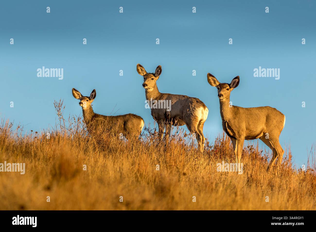 Tre Mule Deer su una collina Foto Stock