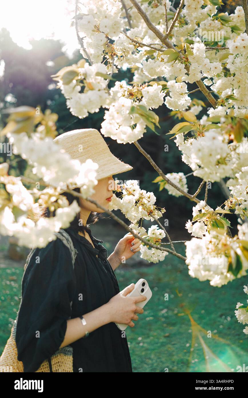 Una silhouette dalla luce dorata: Eleganza rivestita di cappello tra fiori di ciliegio e pera. Un momento sereno e poetico catturato a Hobart, in Australia. 🌸☀️🎩✨ Foto Stock