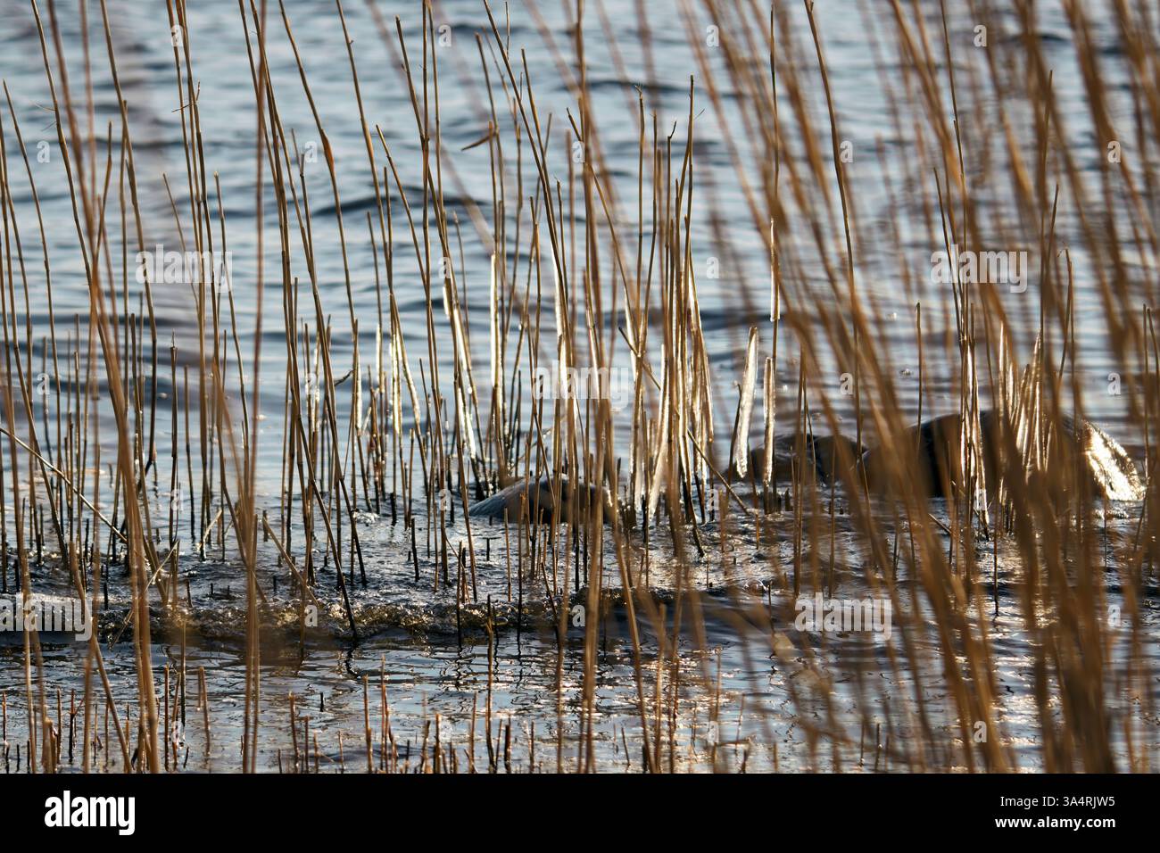 Scatto full frame dell'ultimo ghiaccio sulle canne Foto Stock