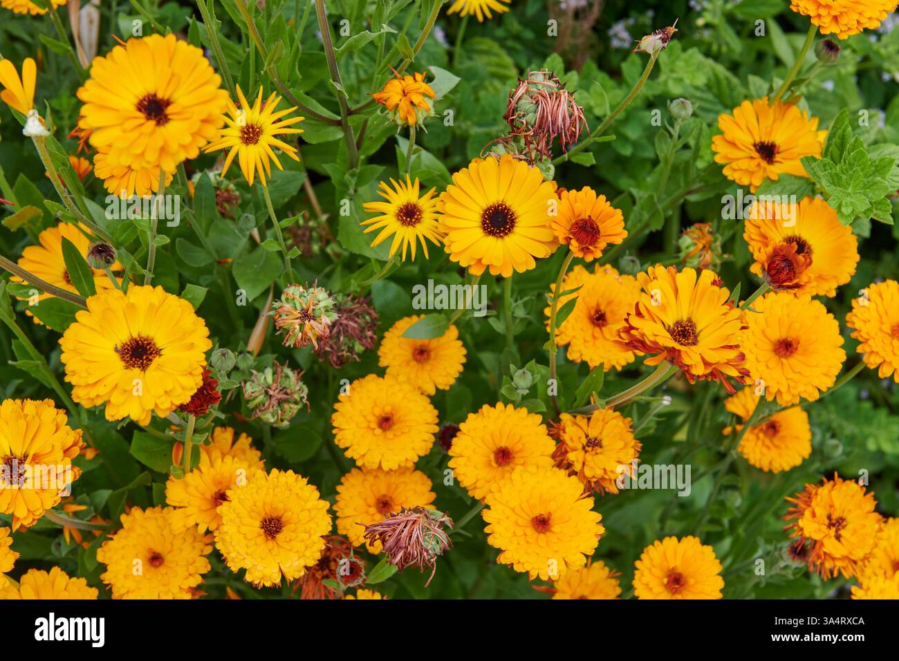 Asteraceae daisy Family piante perenni adatte alle api Foto Stock