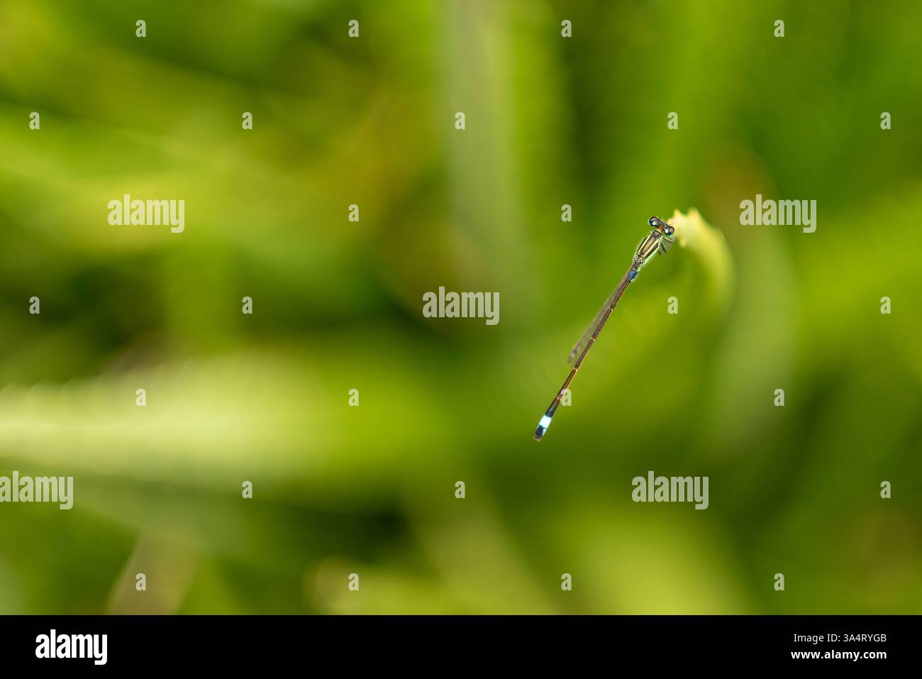 Zygoptera o tipo di libellula ad ago Foto Stock