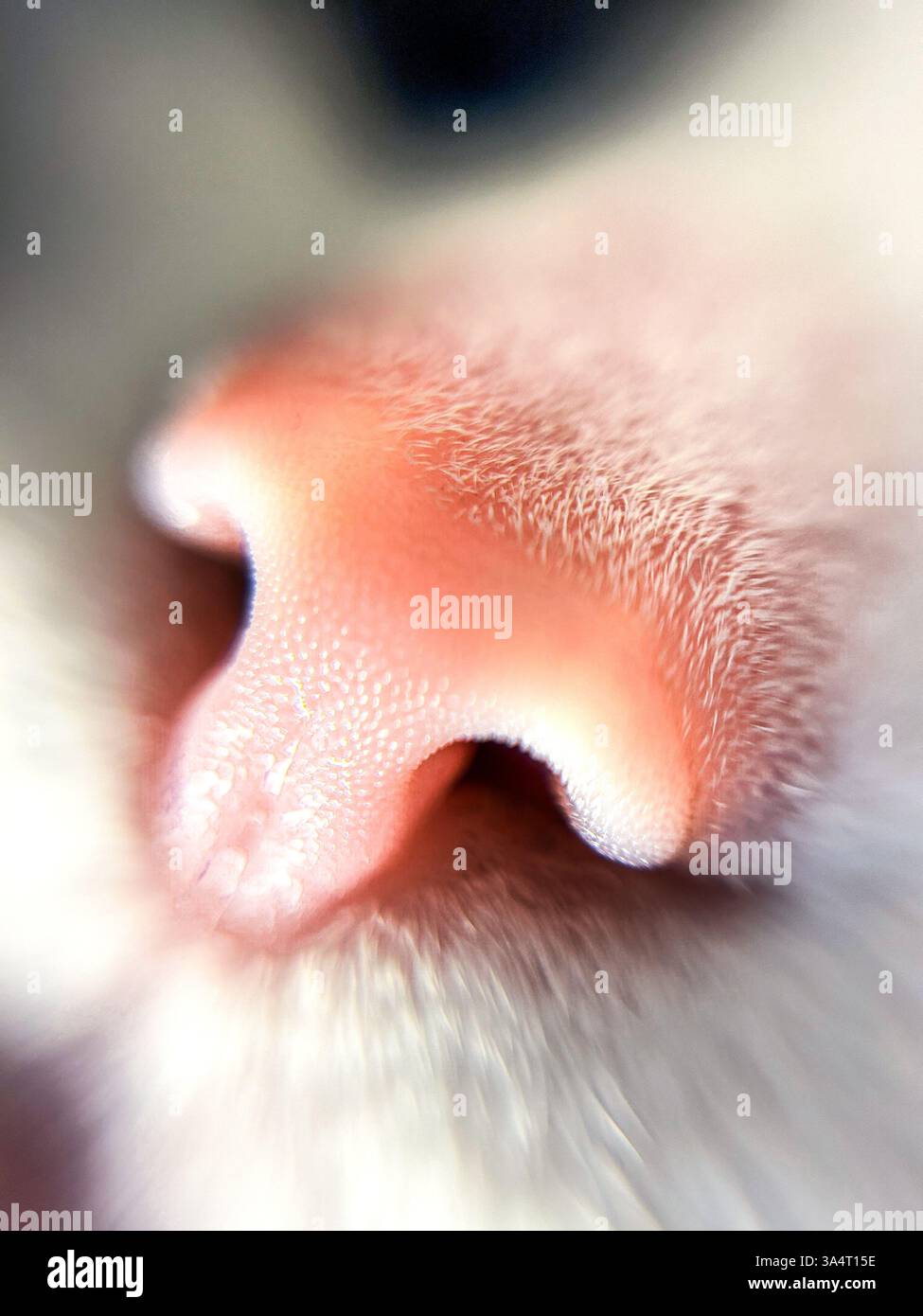 Primo piano del naso di gatto. Immagine macro del naso rosa del gatto. Tratto respiratorio PET. Respira con il naso. Foto Stock