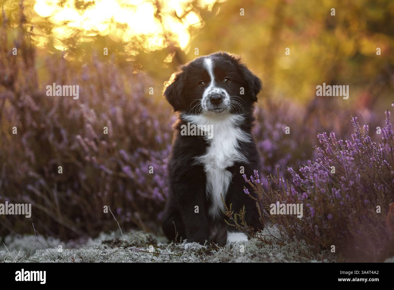 Pastore americano in miniatura Puppy Foto Stock