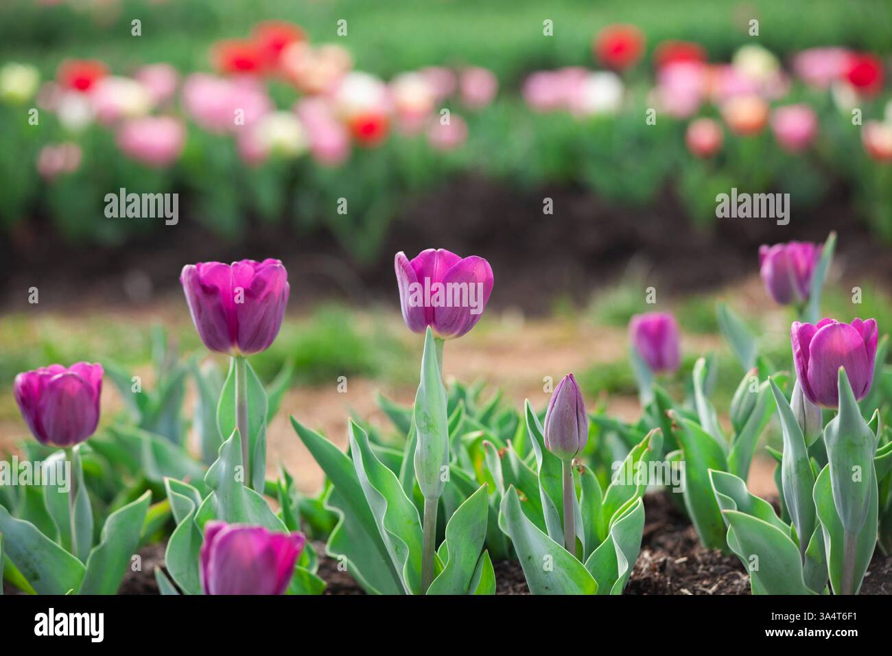 Tulipani viola in fila con fiori sullo sfondo Foto Stock