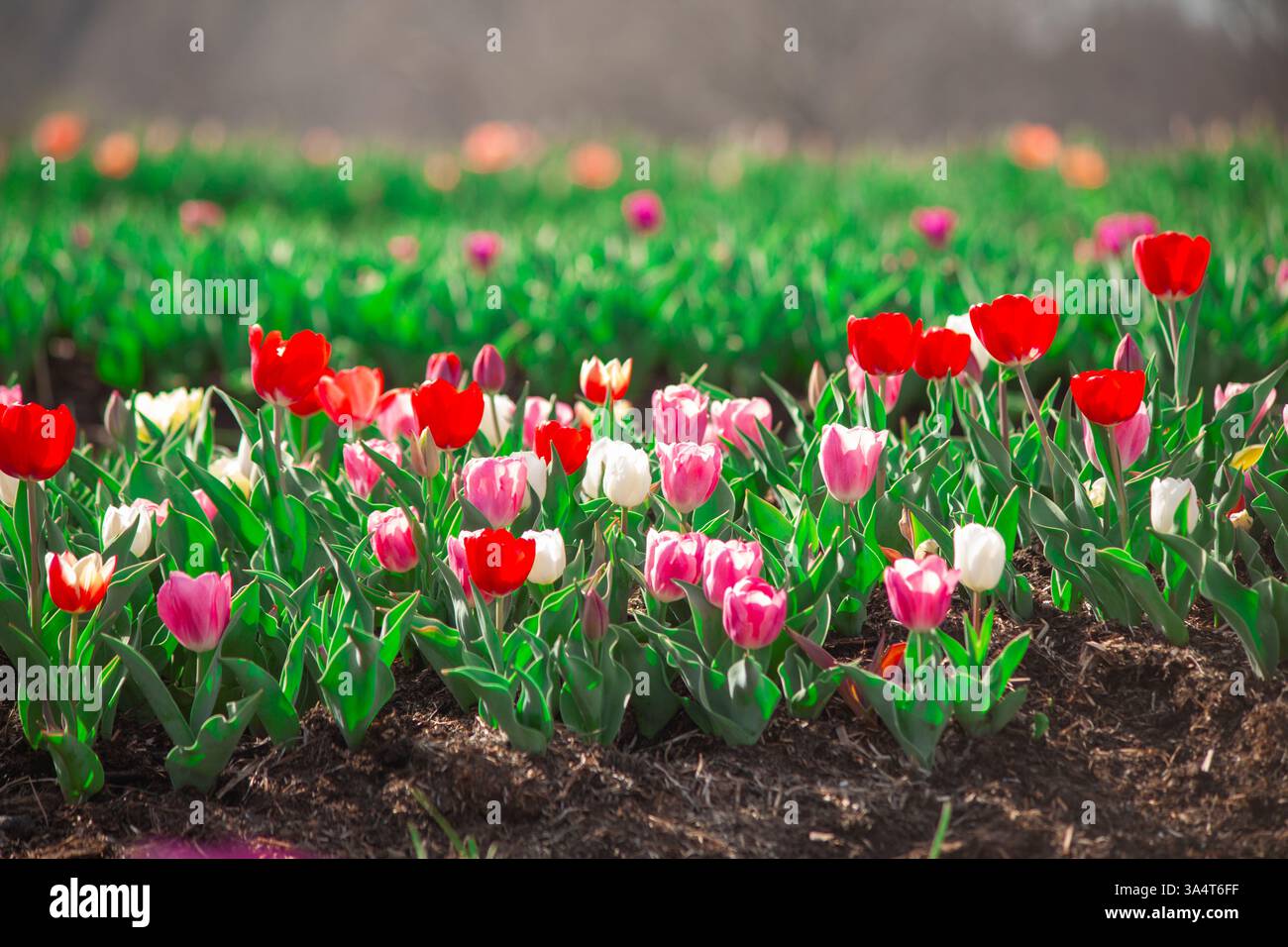 Tulipani rossi e rosa in un campo Foto Stock