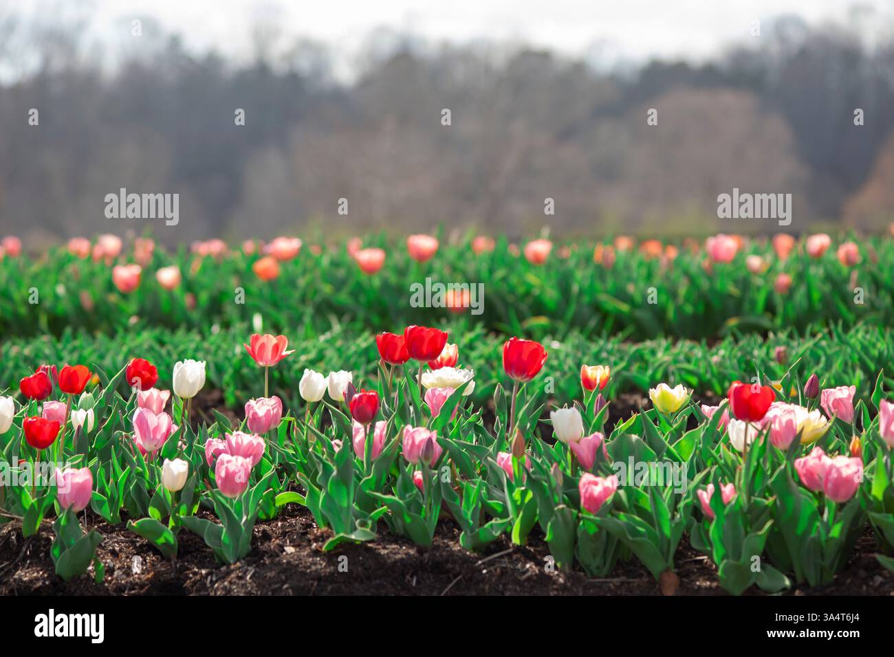 Paesaggio floreale primaverile Foto Stock