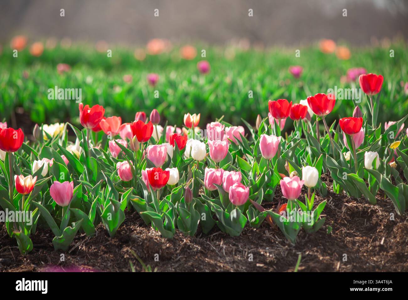 I tulipani in un giardino Foto Stock