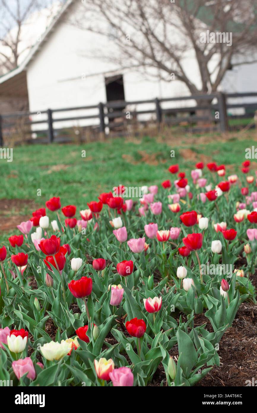 Fiori primaverili con fienile Foto Stock