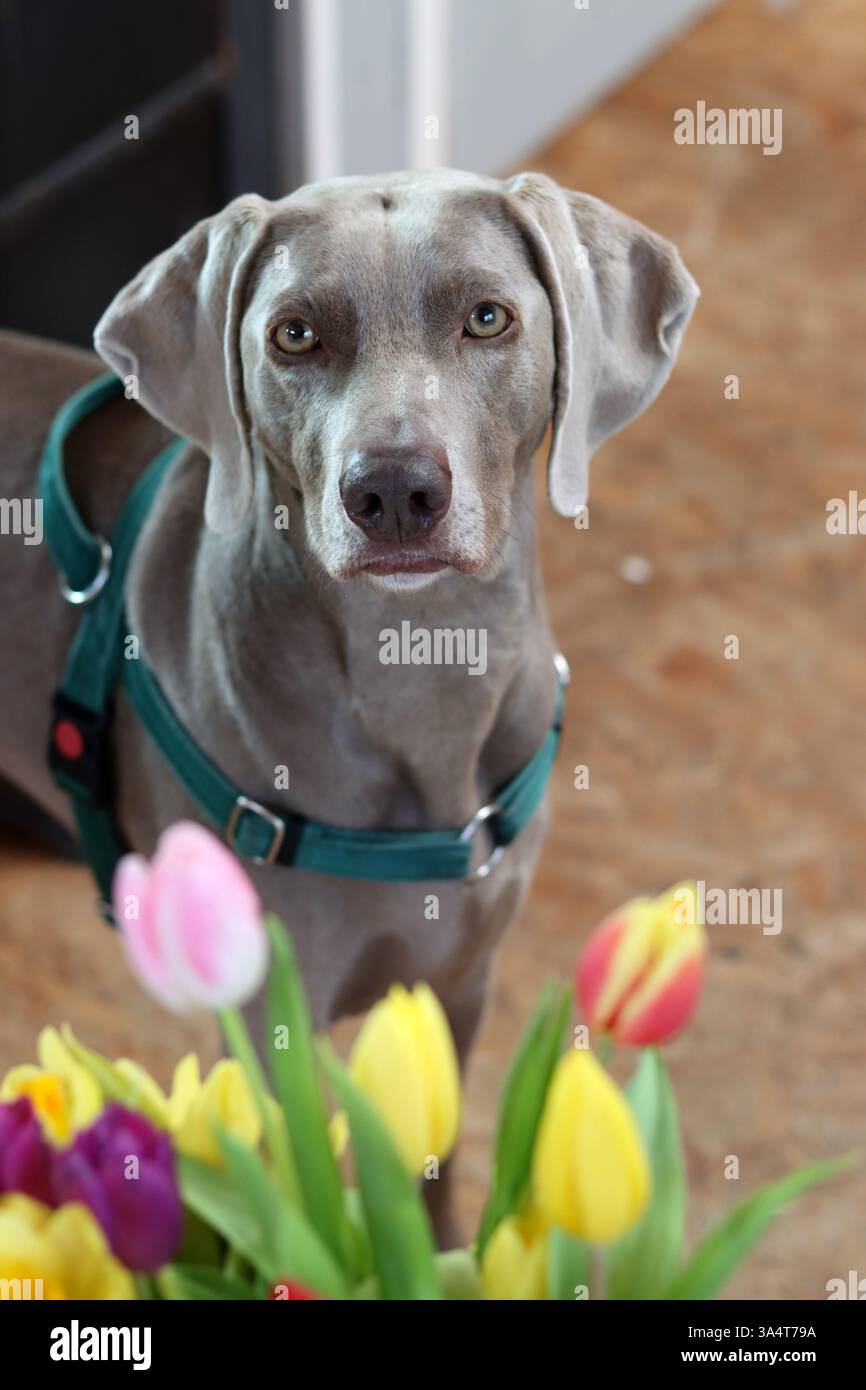 Ritratto di un cane Weimaraner con fiori di tulipani Foto Stock