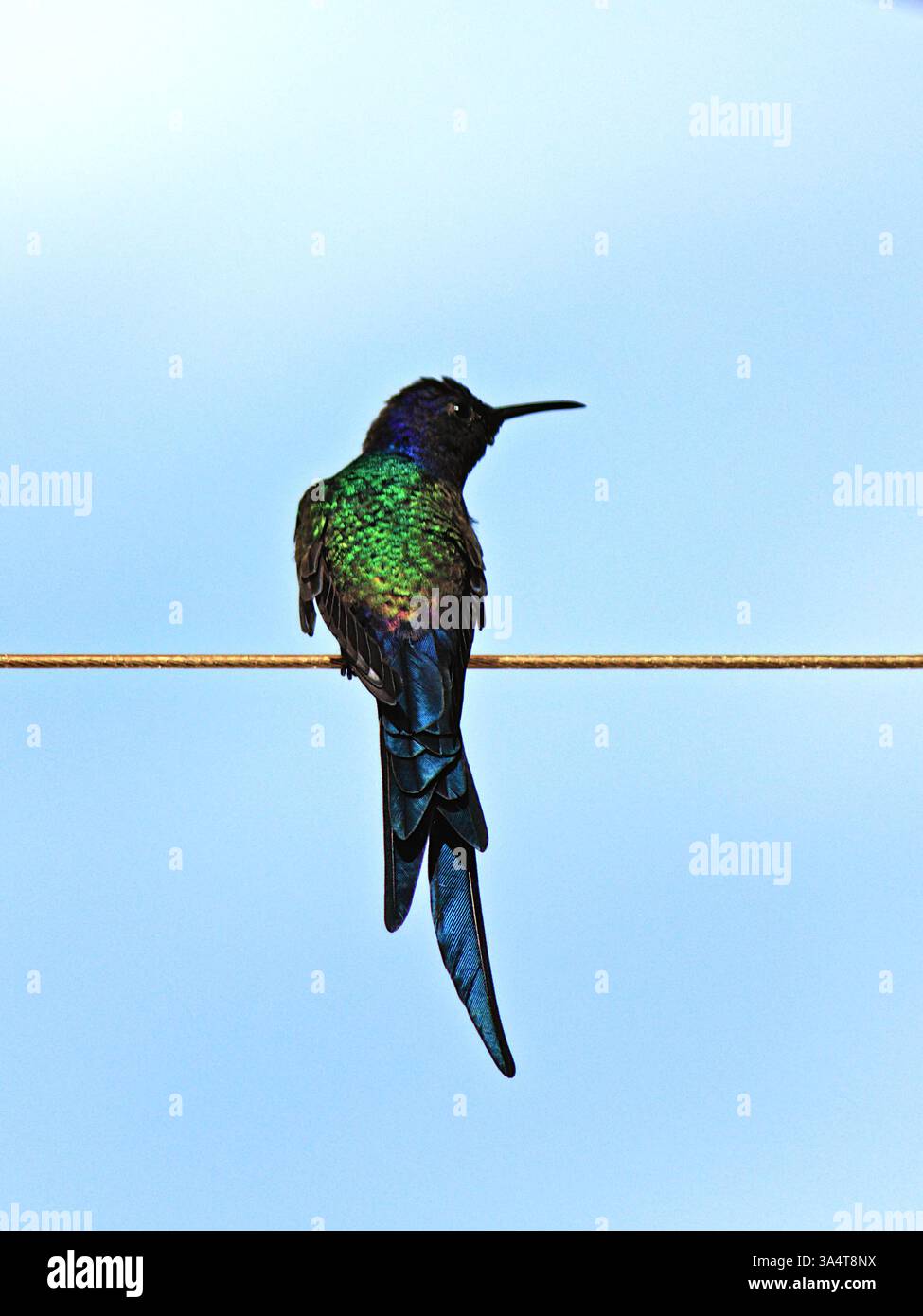 hummingbird (Eupetomena macroura) con piumaggio iridescente nei colori verde e blu, arroccato su un cavo, sotto un cielo azzurro nebbioso. Foto Stock