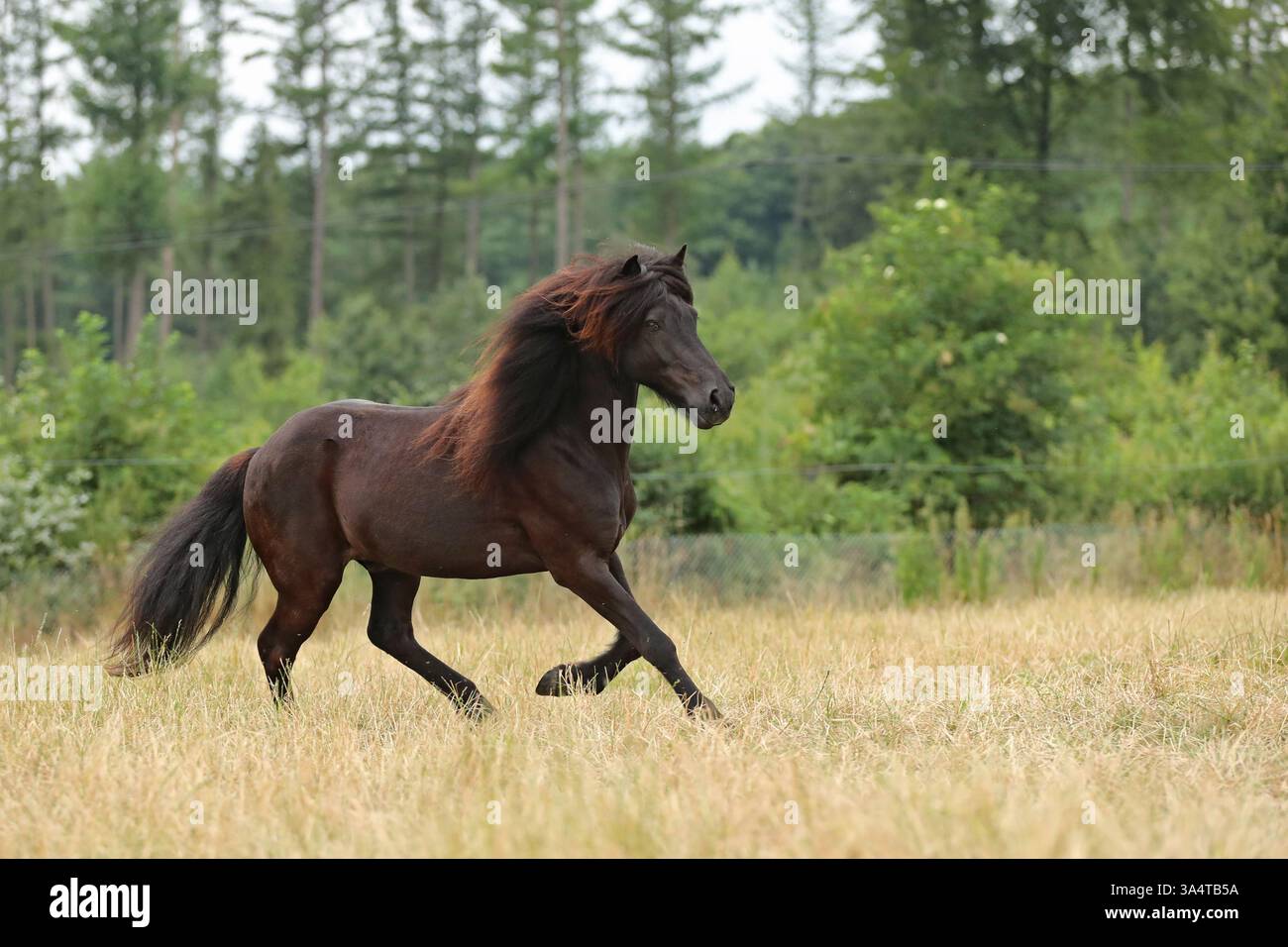 Cavallo islandese Foto Stock