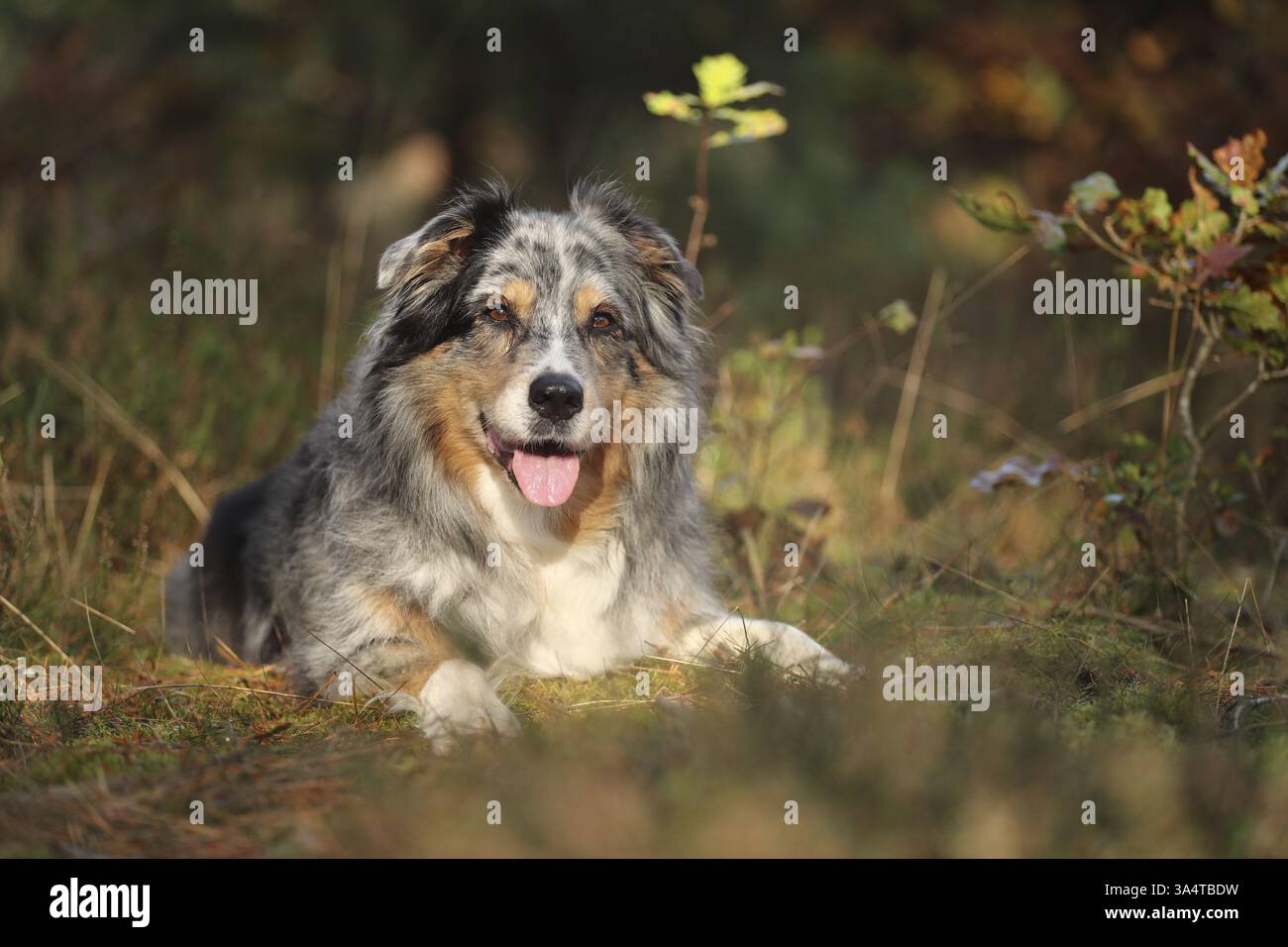 Blu-merle Australian Shepherd Foto Stock