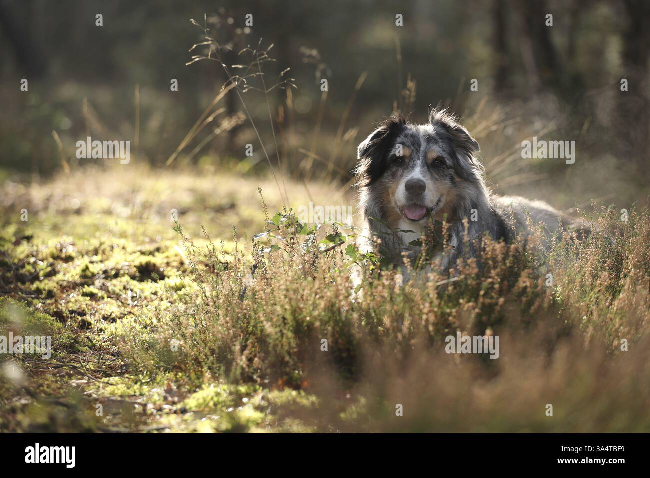 Blu-merle Australian Shepherd Foto Stock
