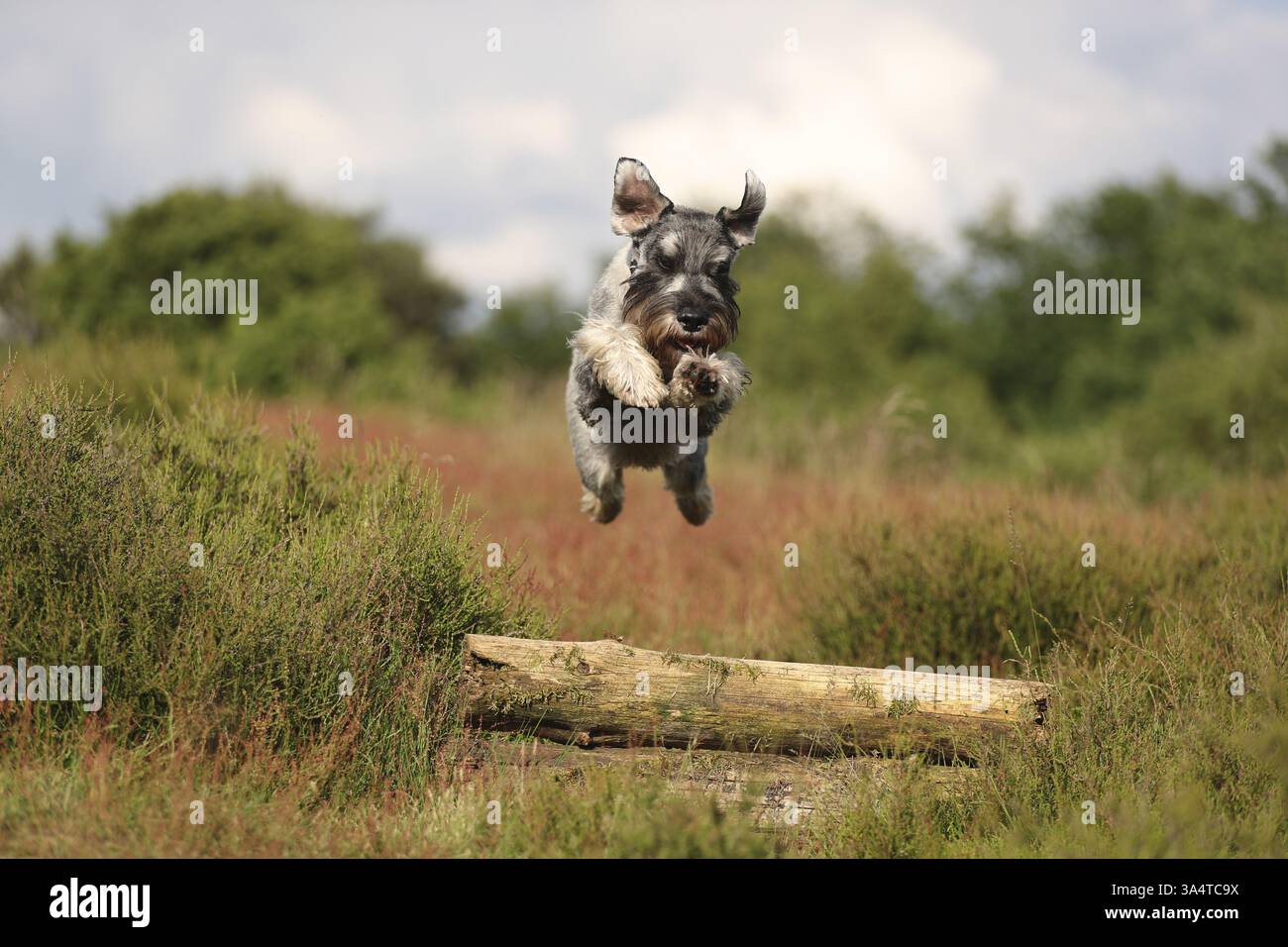 Schnauzer standard Foto Stock