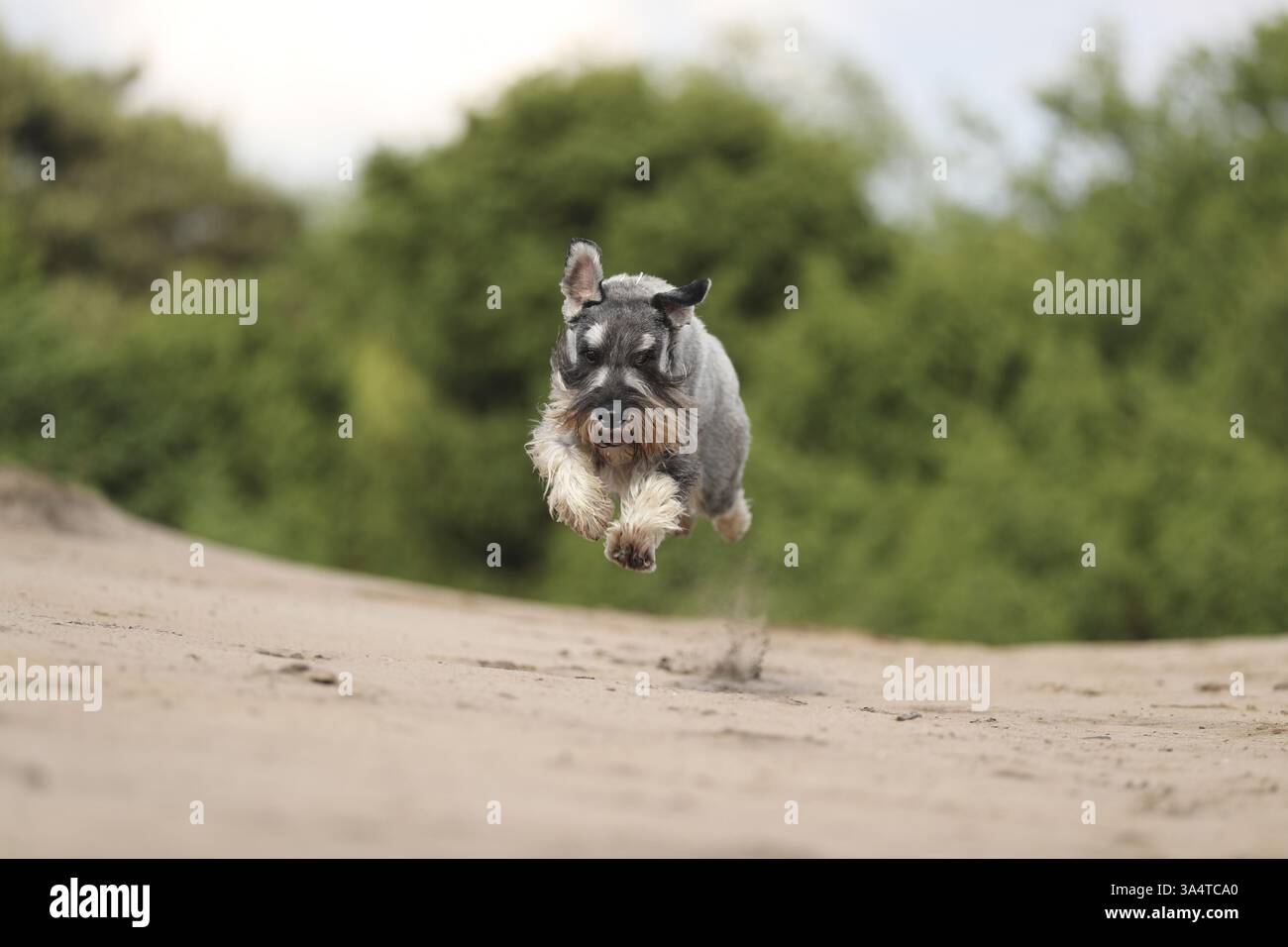 Schnauzer standard Foto Stock