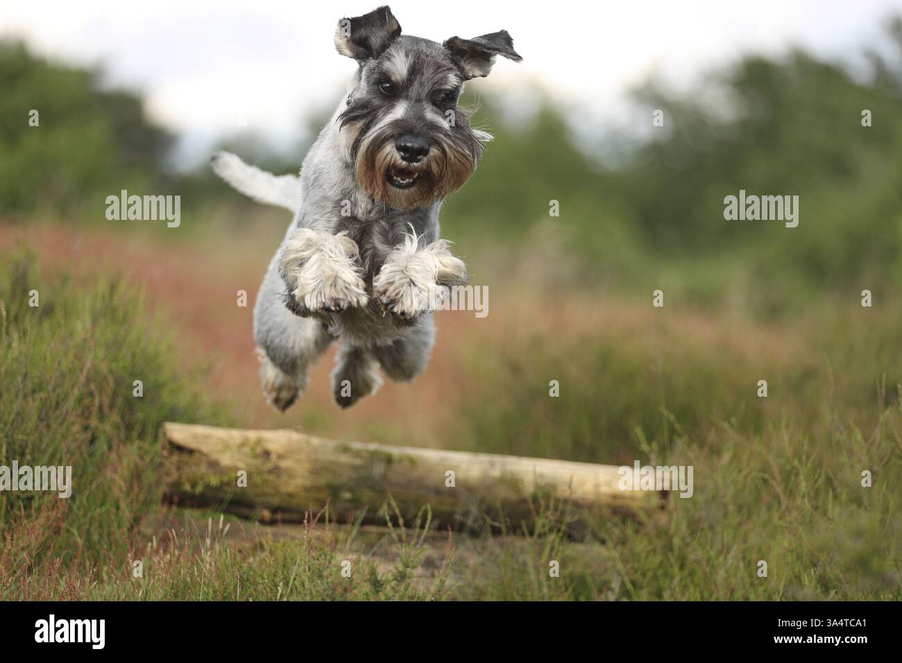 Schnauzer standard Foto Stock