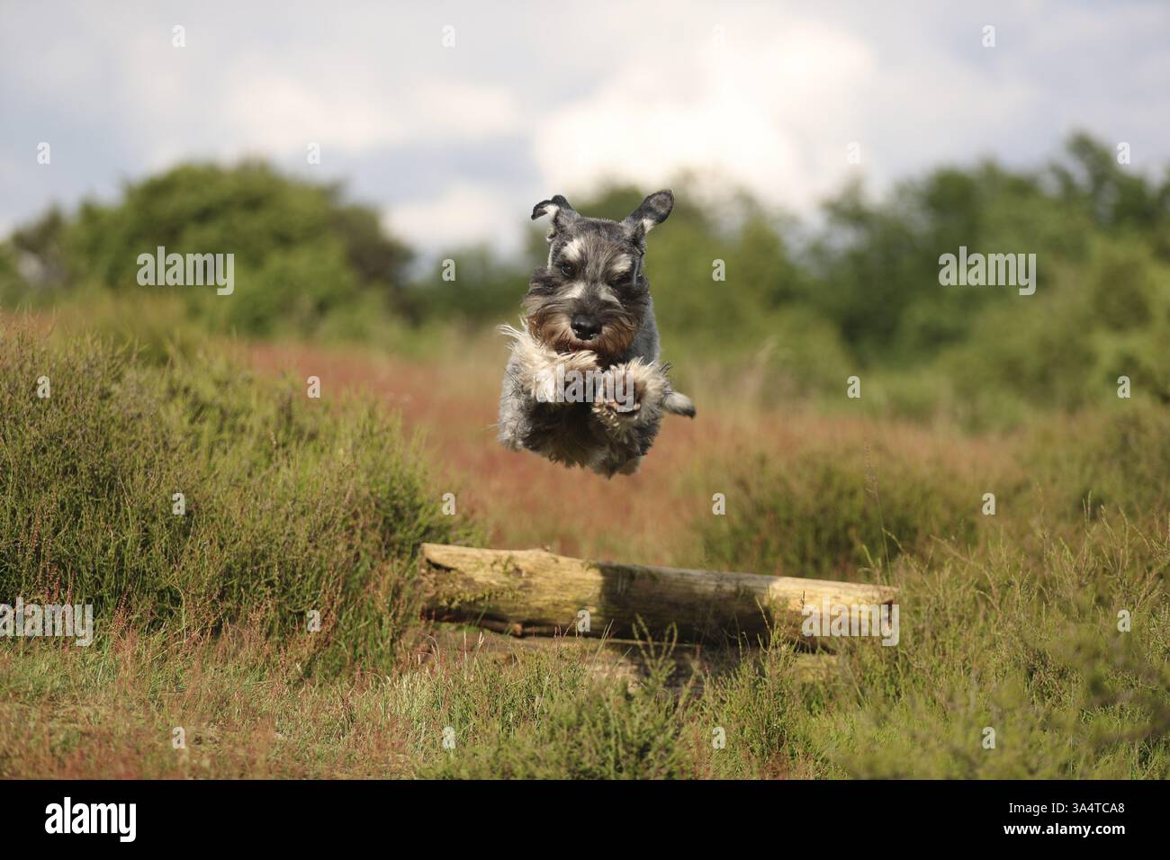 Schnauzer standard Foto Stock