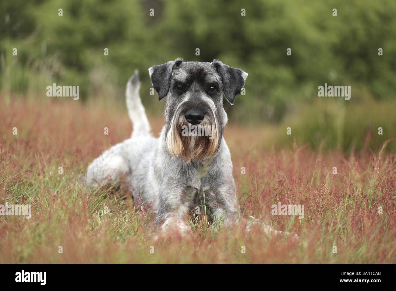 Schnauzer standard Foto Stock