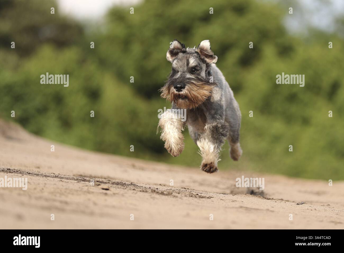 Schnauzer standard Foto Stock
